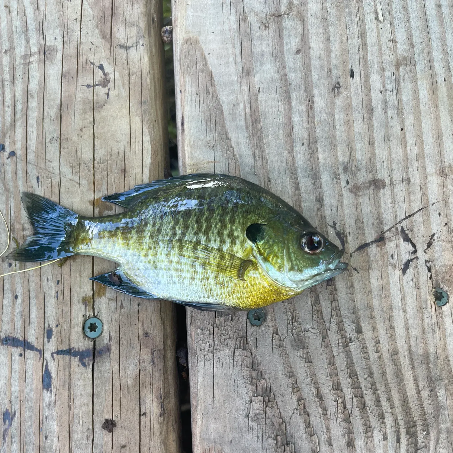 angler catch