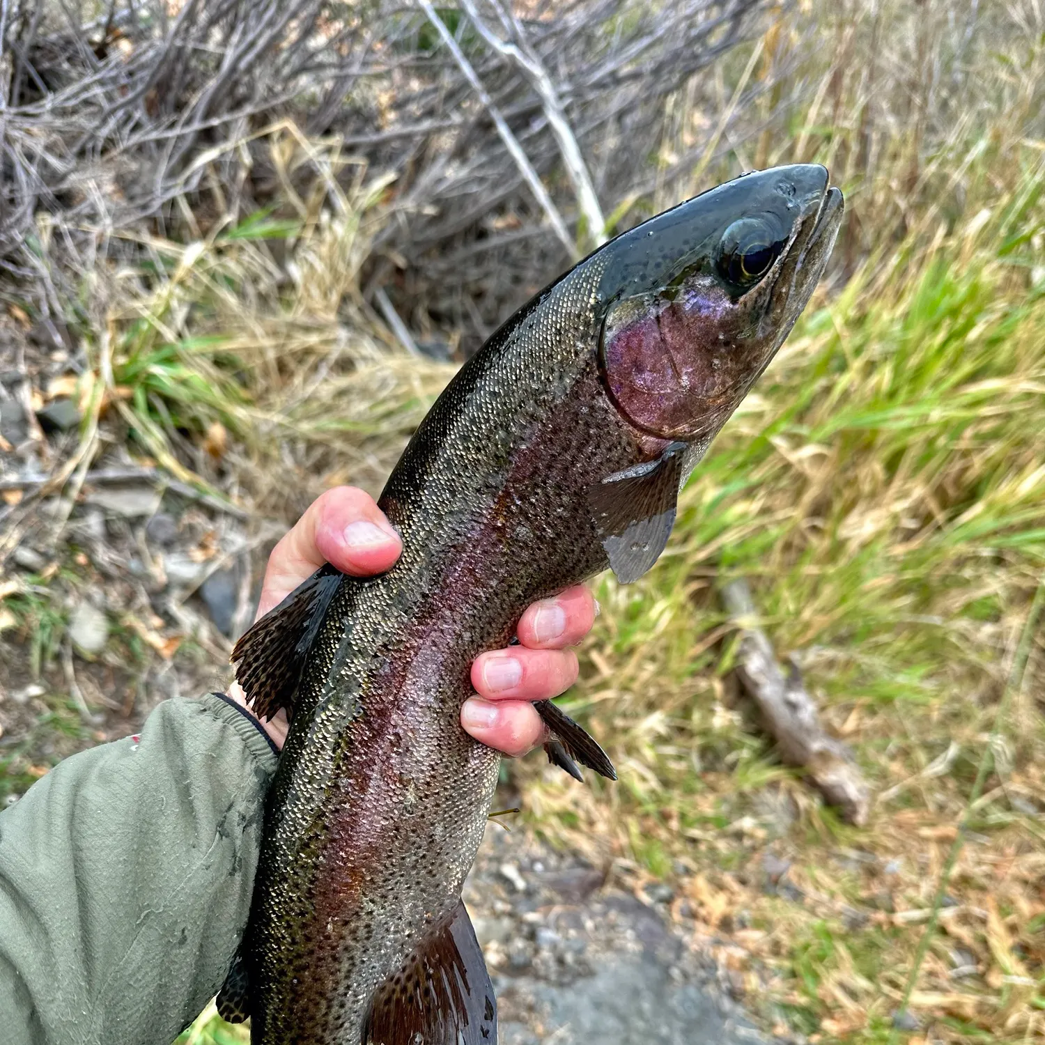 Rainbow trout caught on Fishbrain