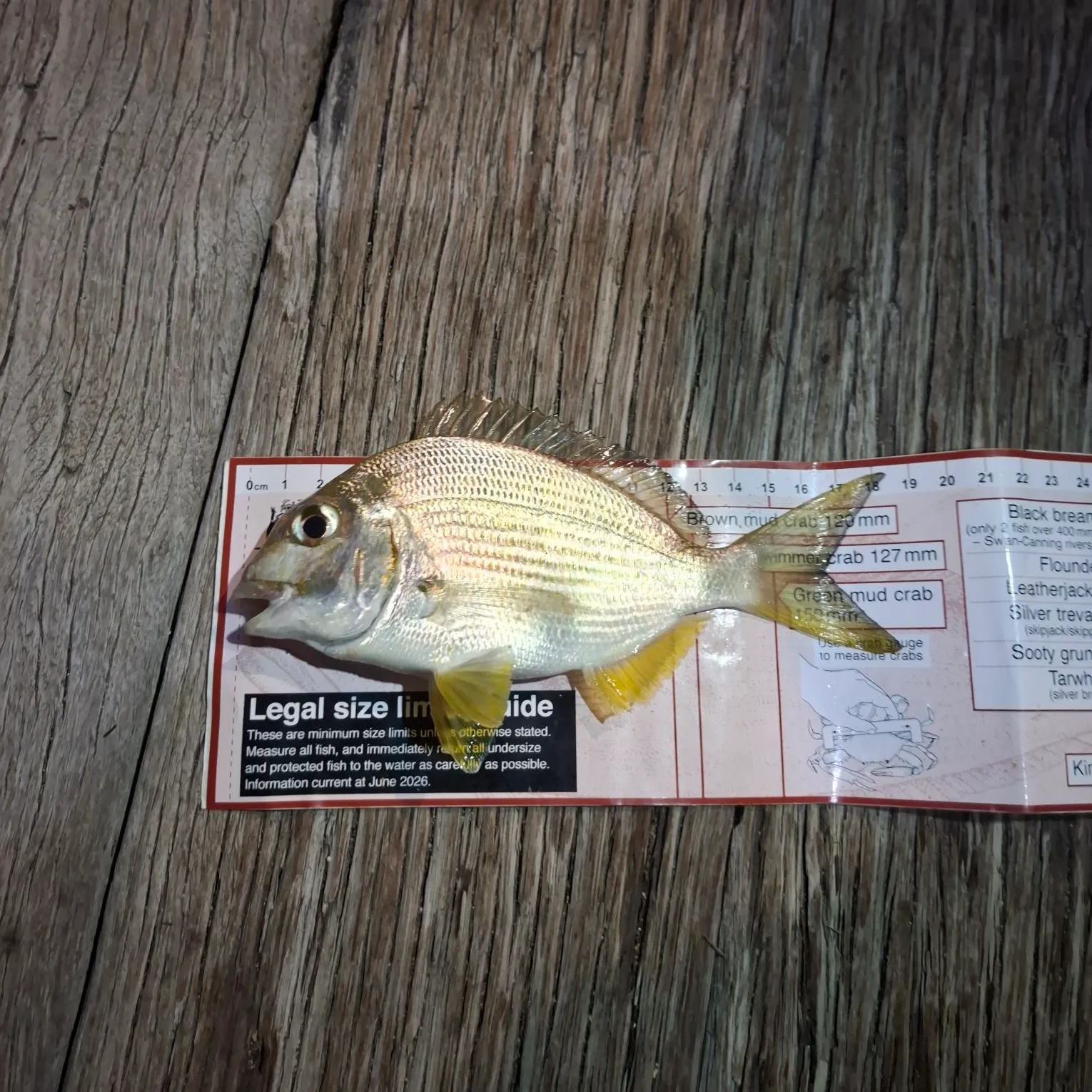 Goldlined seabream caught on Fishbrain