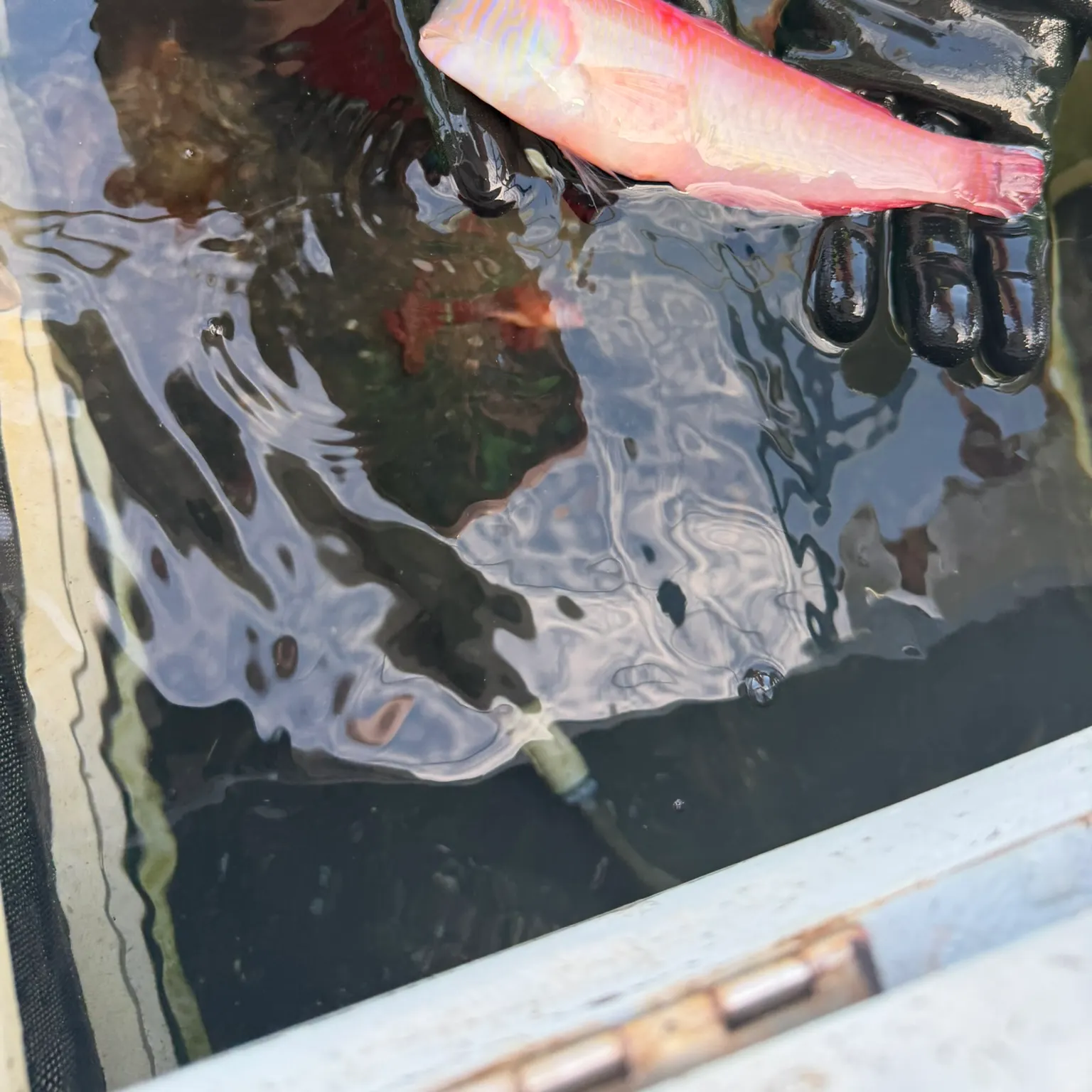 The most recent Pearly razorfish catches on Fishbrain