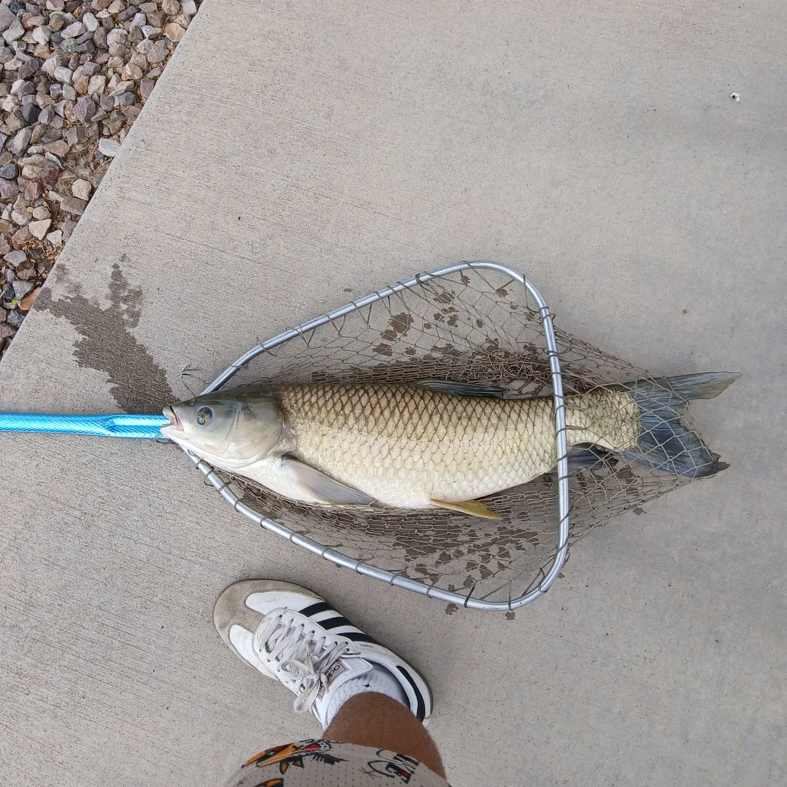 Grass carp caught on Fishbrain
