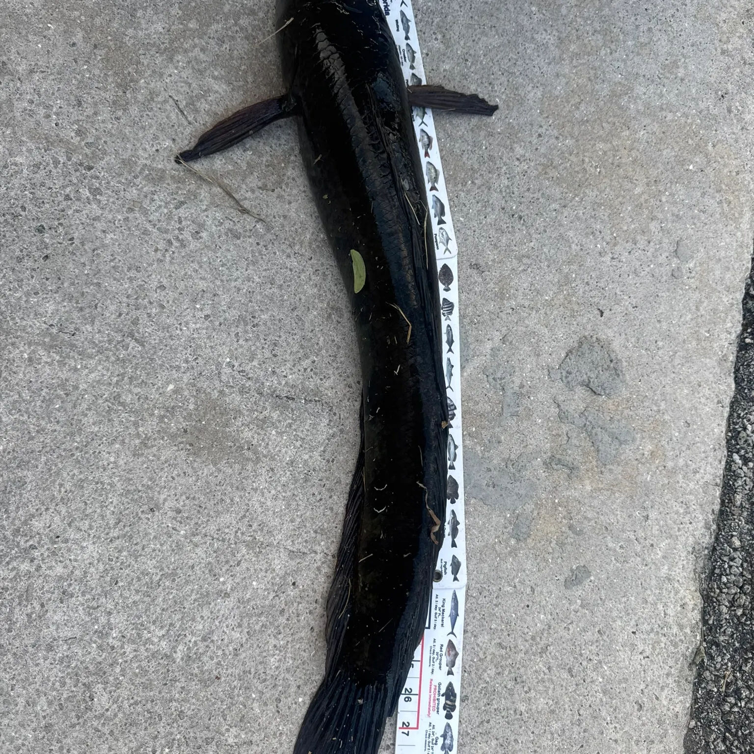 The most recent Bullseye snakehead catches on Fishbrain