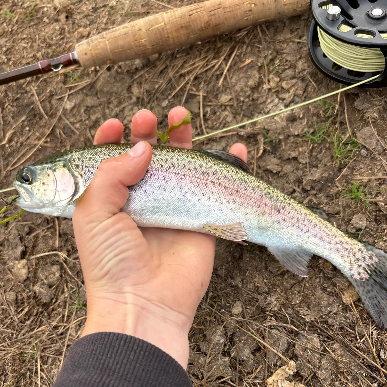 Rainbow trout caught on Fishbrain