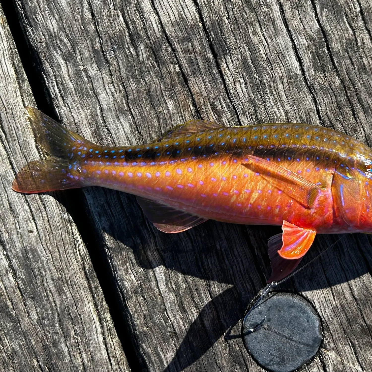 The most recent Red mullet catches on Fishbrain
