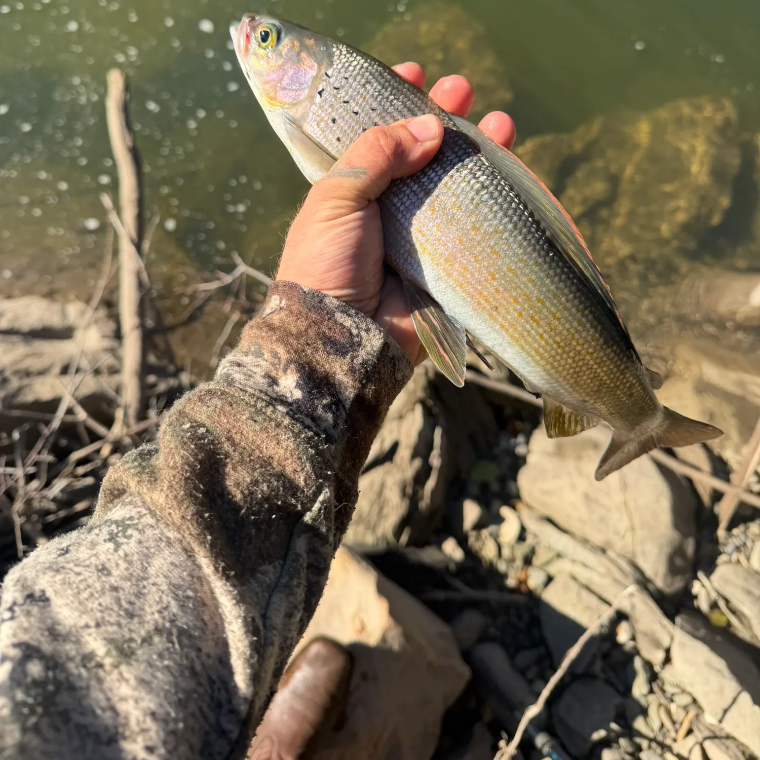 Arctic grayling caught on Fishbrain