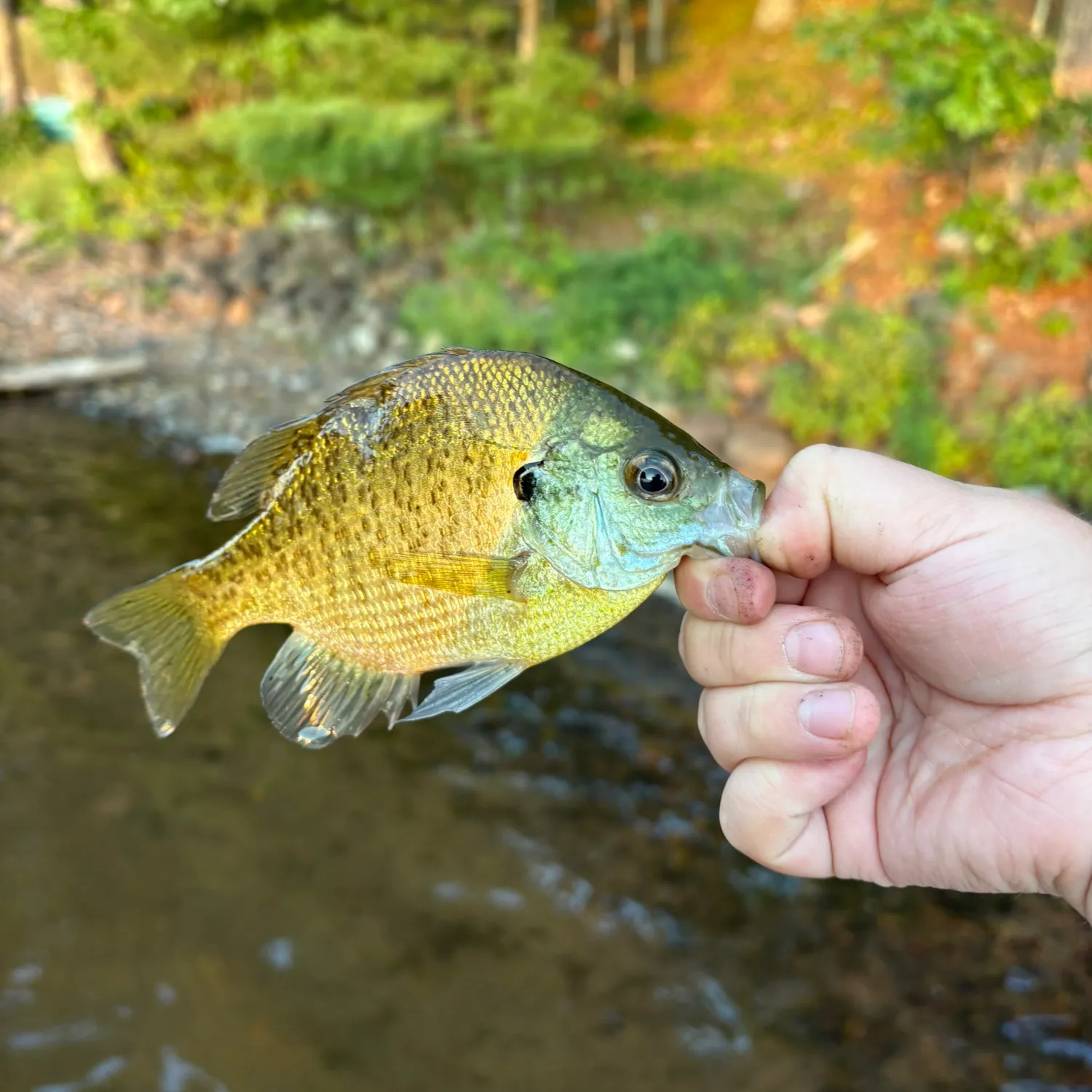 Bluegill caught on Fishbrain