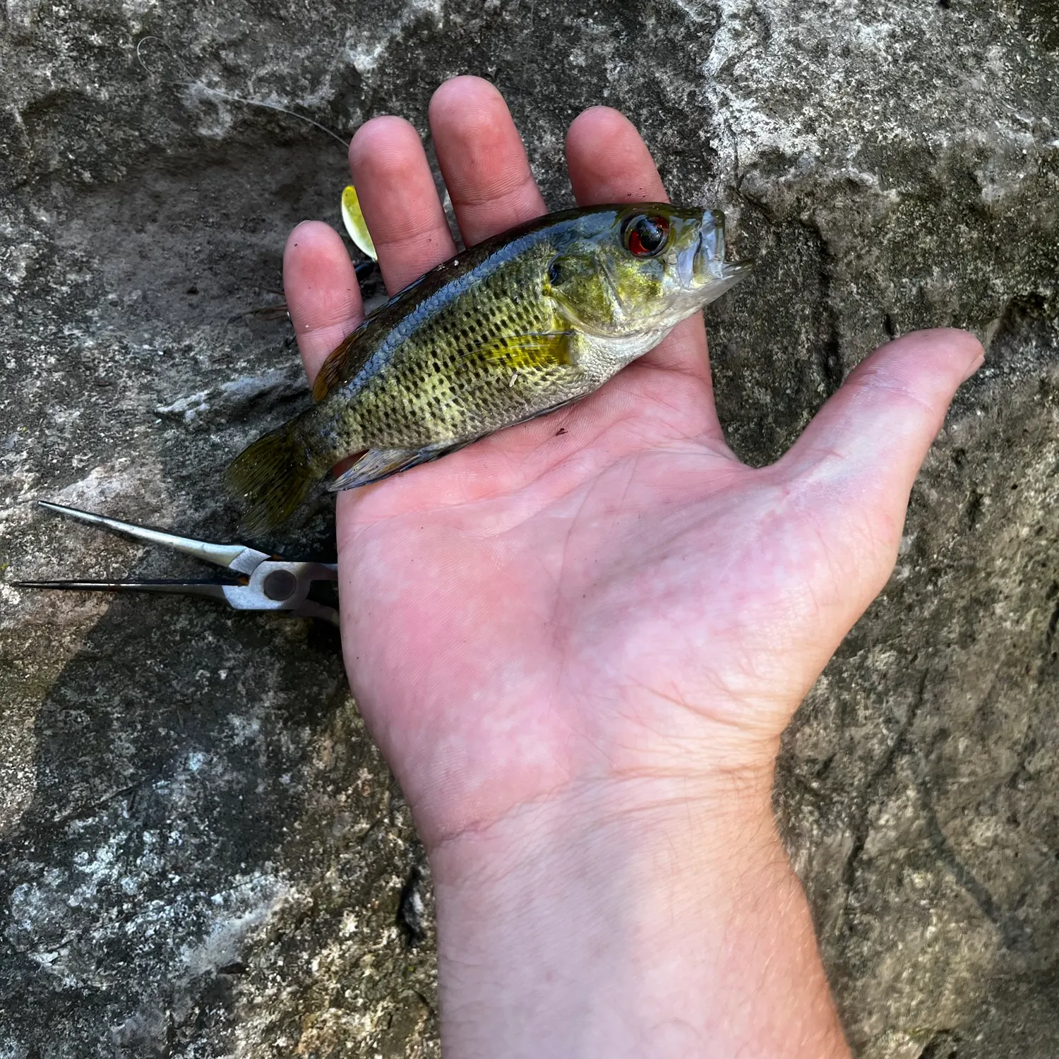 Rock bass caught on Fishbrain