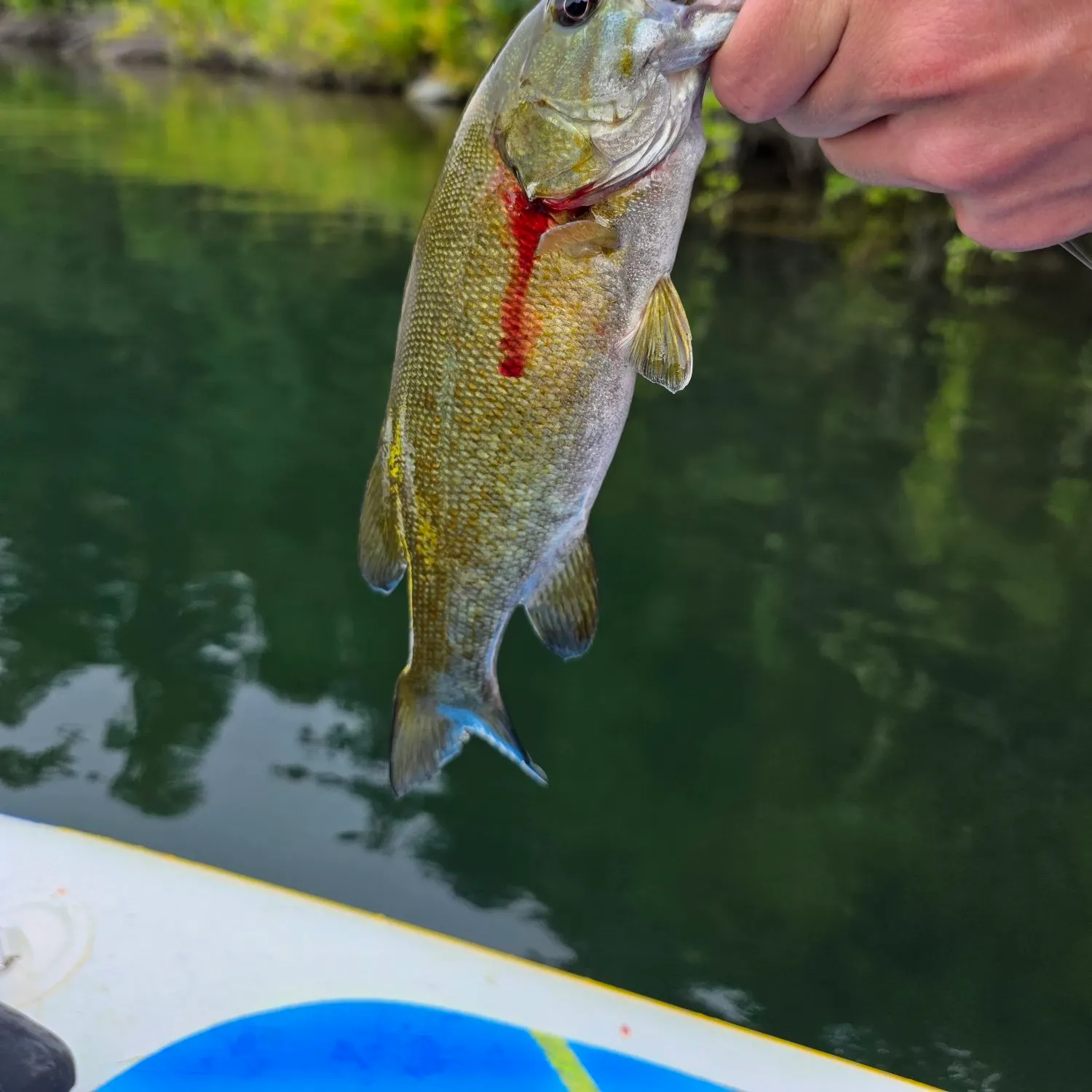 Smallmouth bass caught on Fishbrain