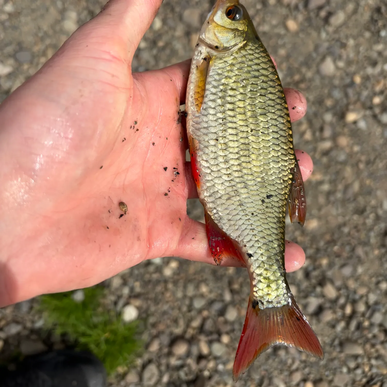 Common rudd caught on Fishbrain