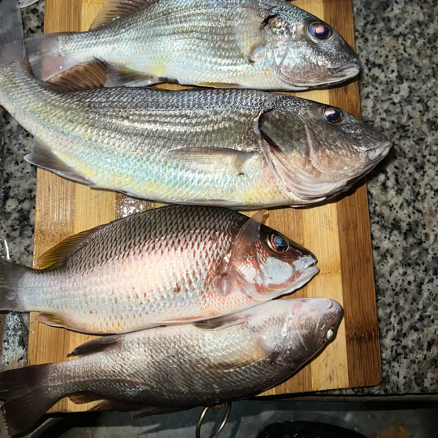 recently logged catches