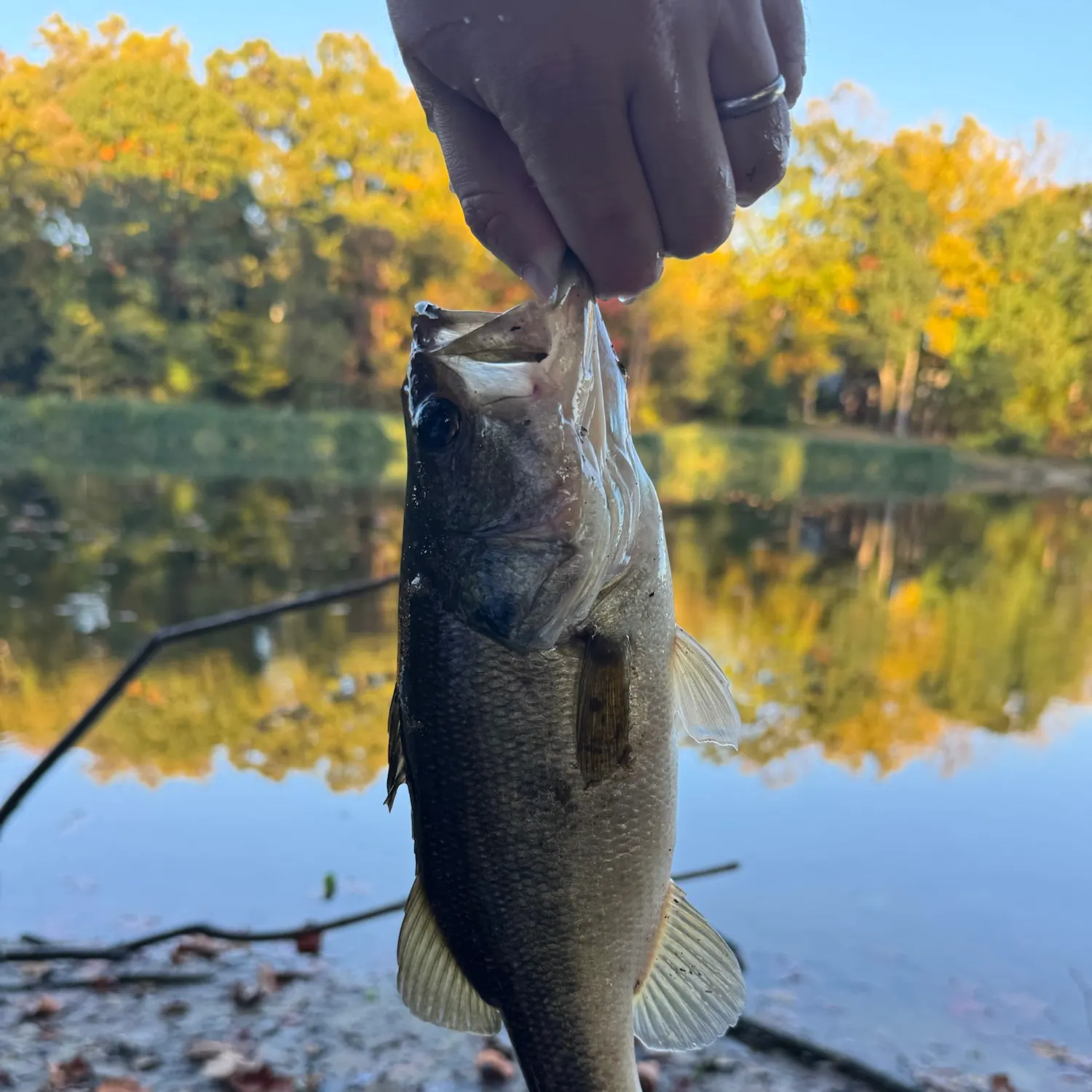 Largemouth bass caught on Fishbrain
