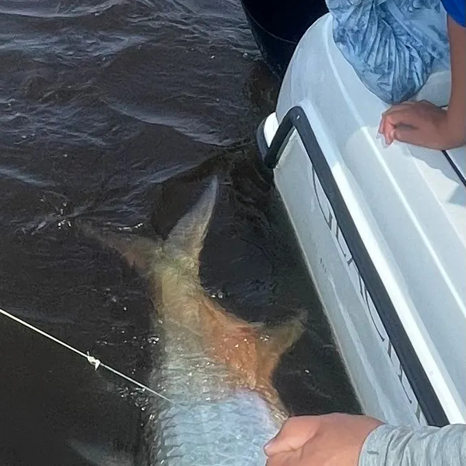 The most recent Tarpon catches on Fishbrain