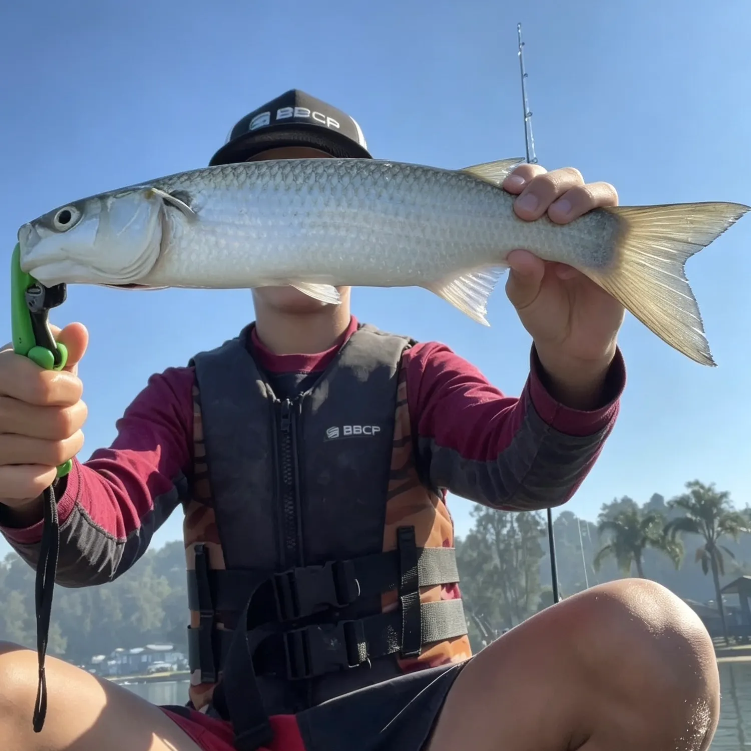 Striped mullet caught on Fishbrain