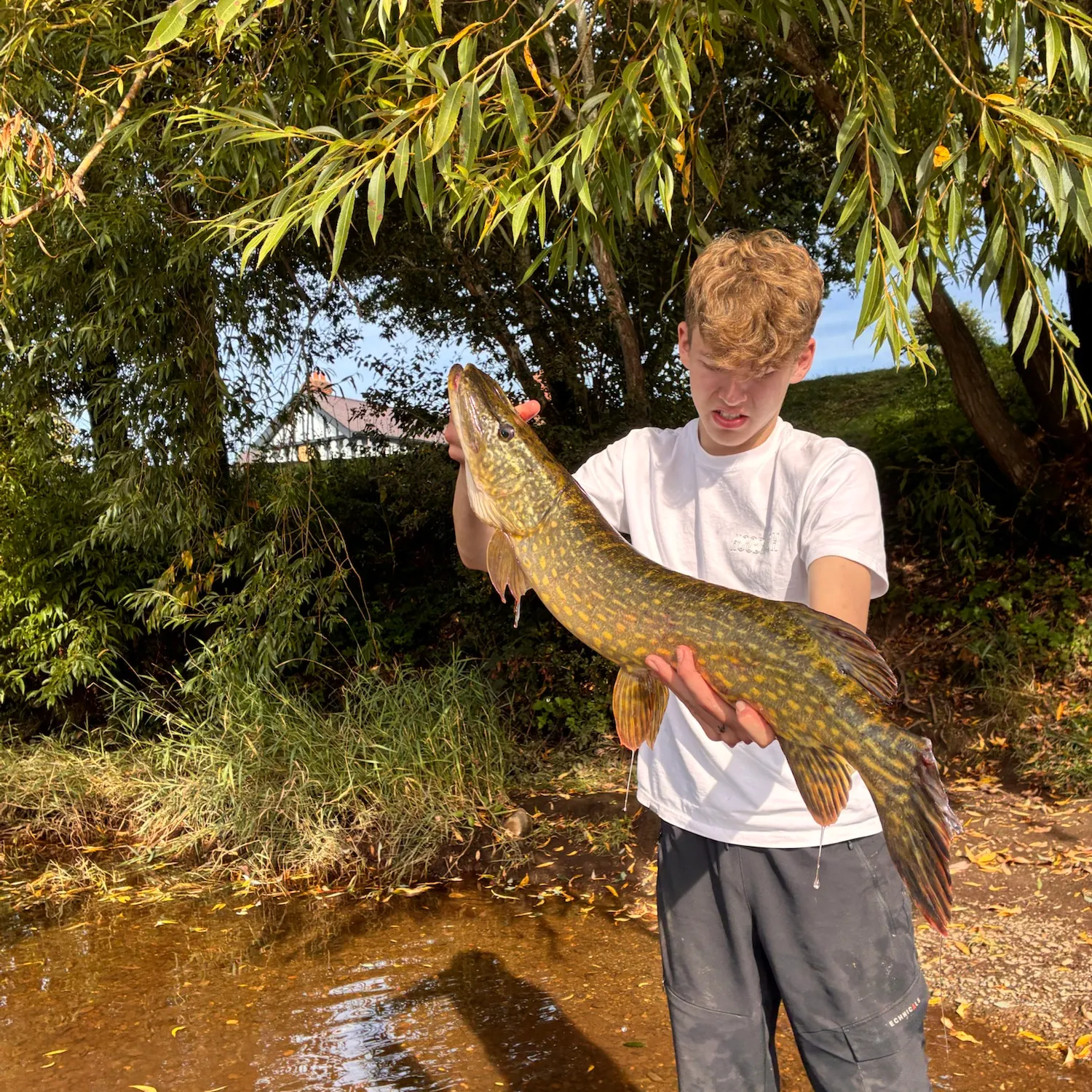Northern pike caught on Fishbrain