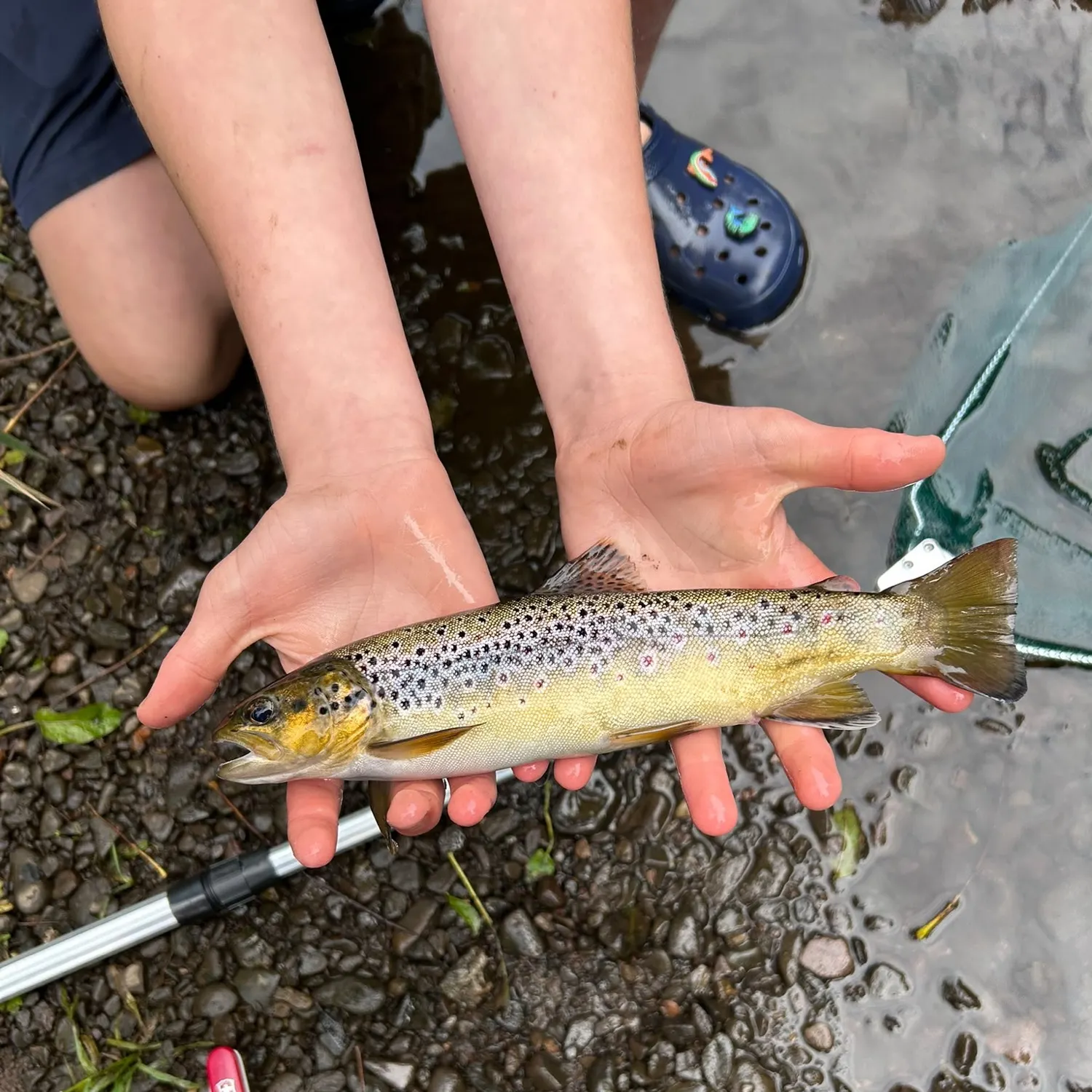 Brown trout caught on Fishbrain