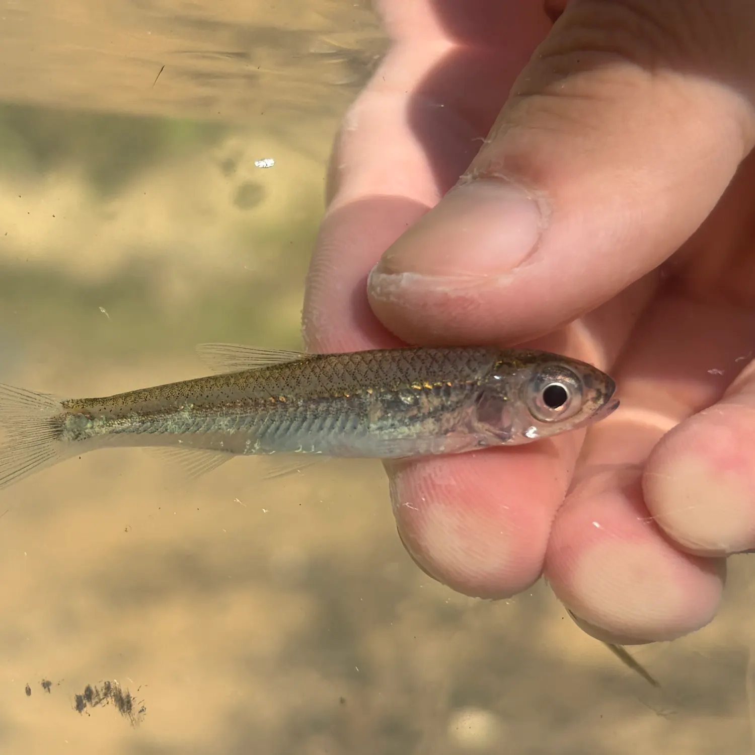 Emerald shiner caught on Fishbrain