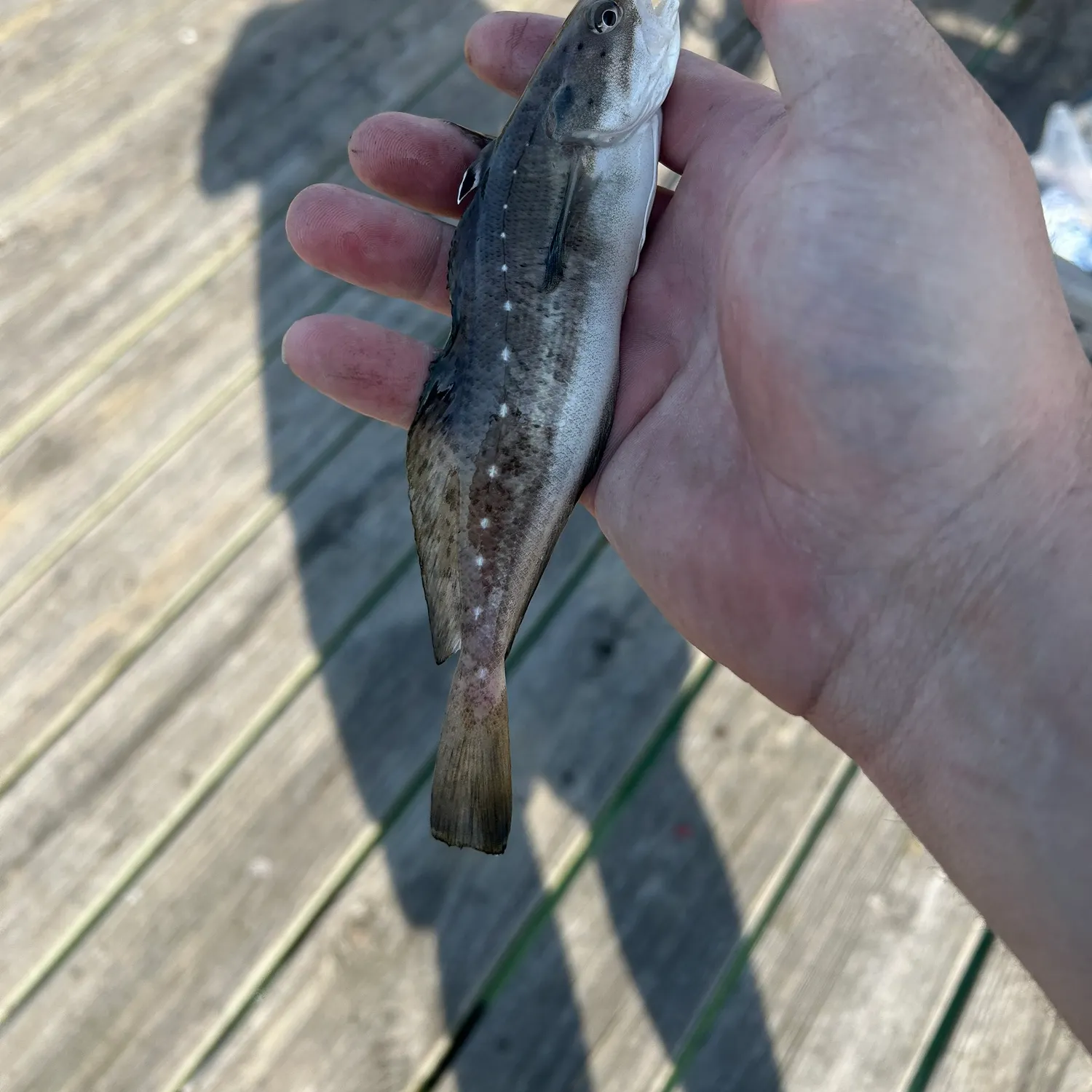 The most recent Spotted hake catches on Fishbrain