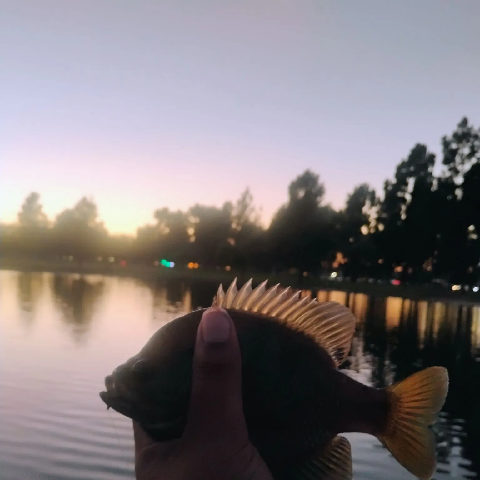 Bluegill caught on Fishbrain
