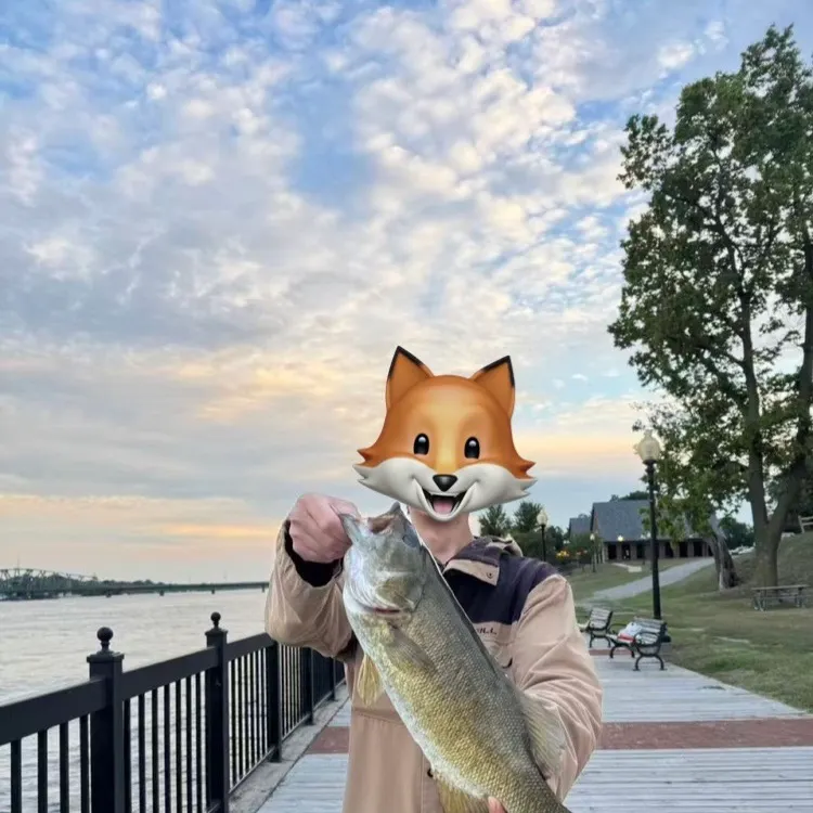 Smallmouth bass caught on Fishbrain
