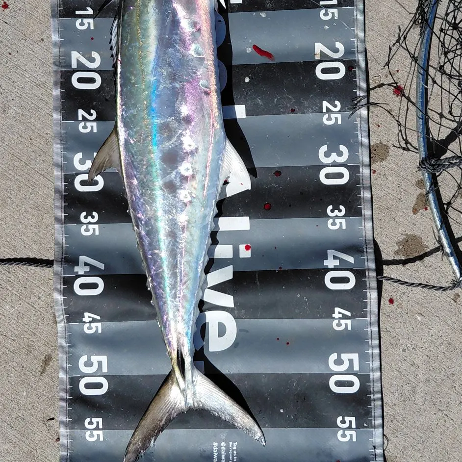 The most recent Queensland school mackerel catches on Fishbrain