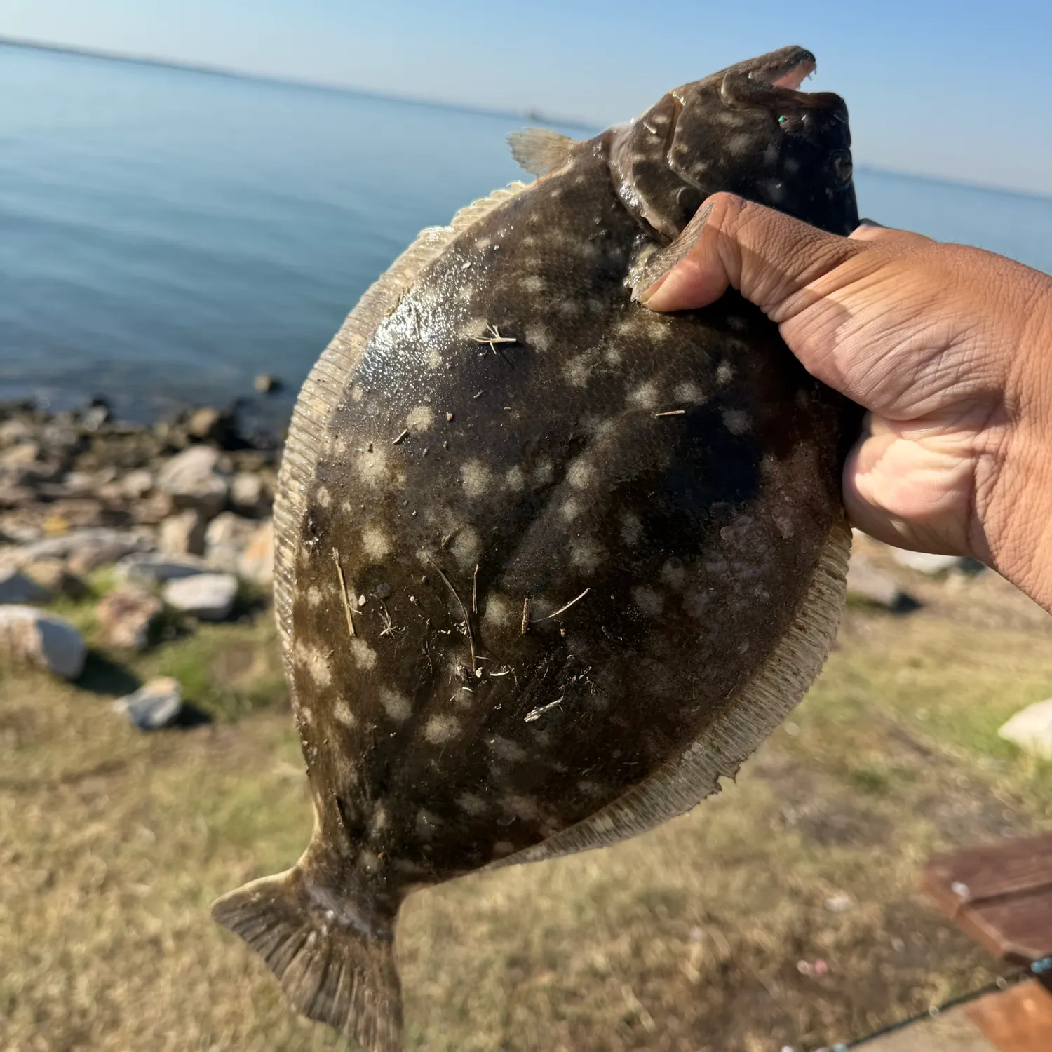 Southern flounder caught on Fishbrain