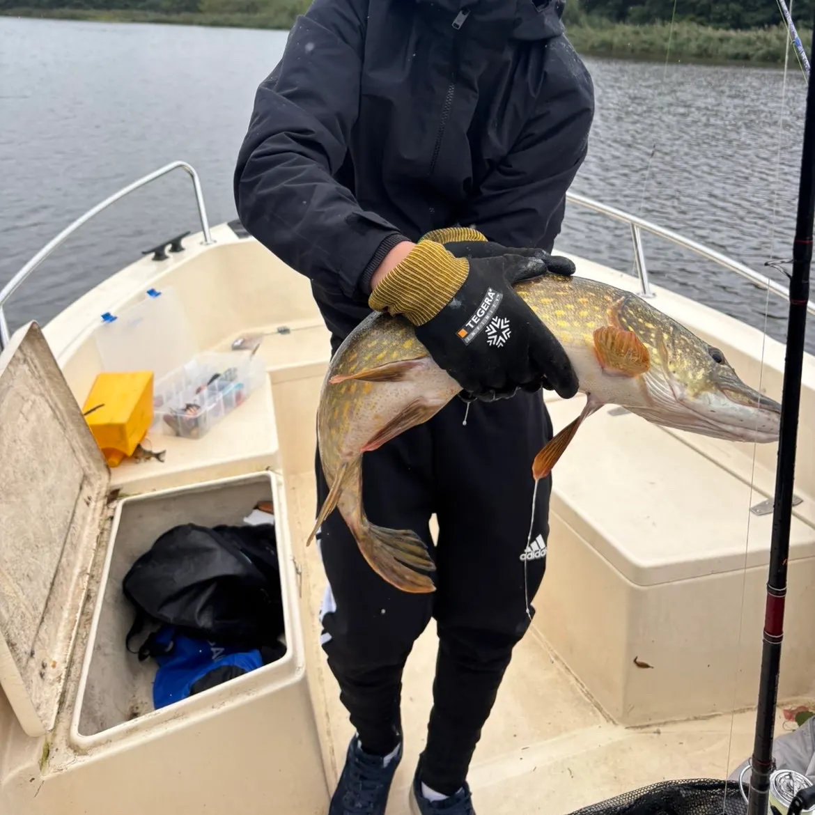 Northern pike caught on Fishbrain