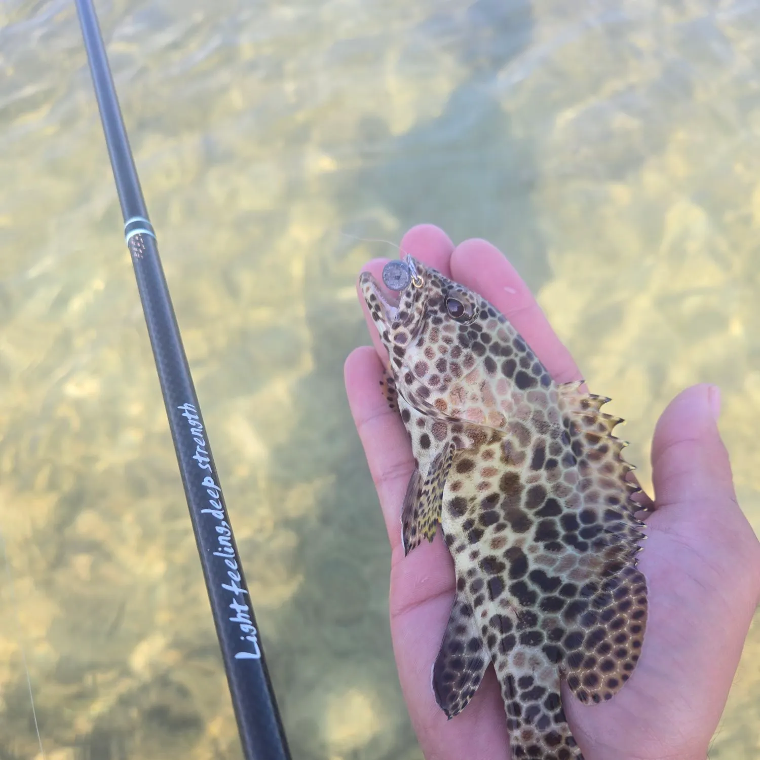 The most recent Honeycomb grouper catches on Fishbrain