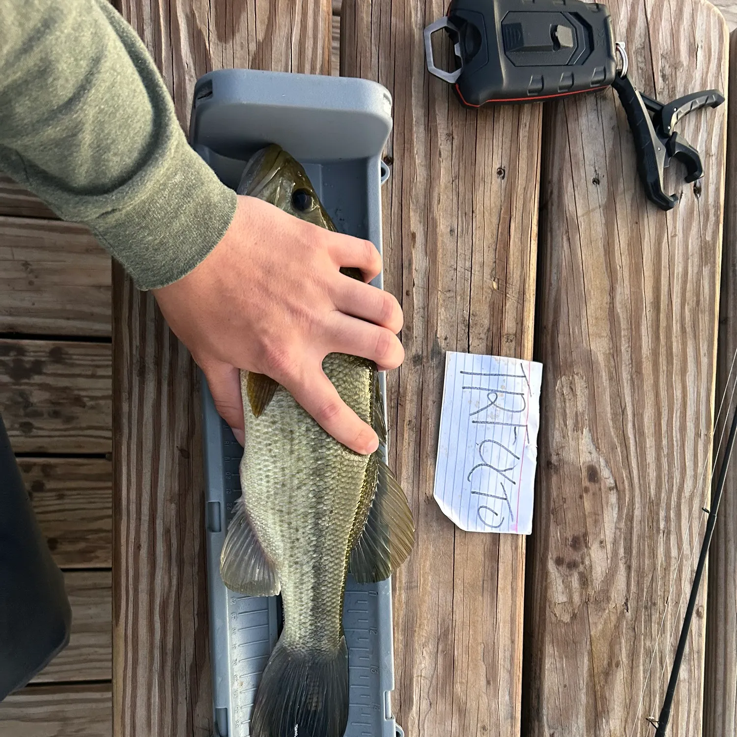 recently logged catches