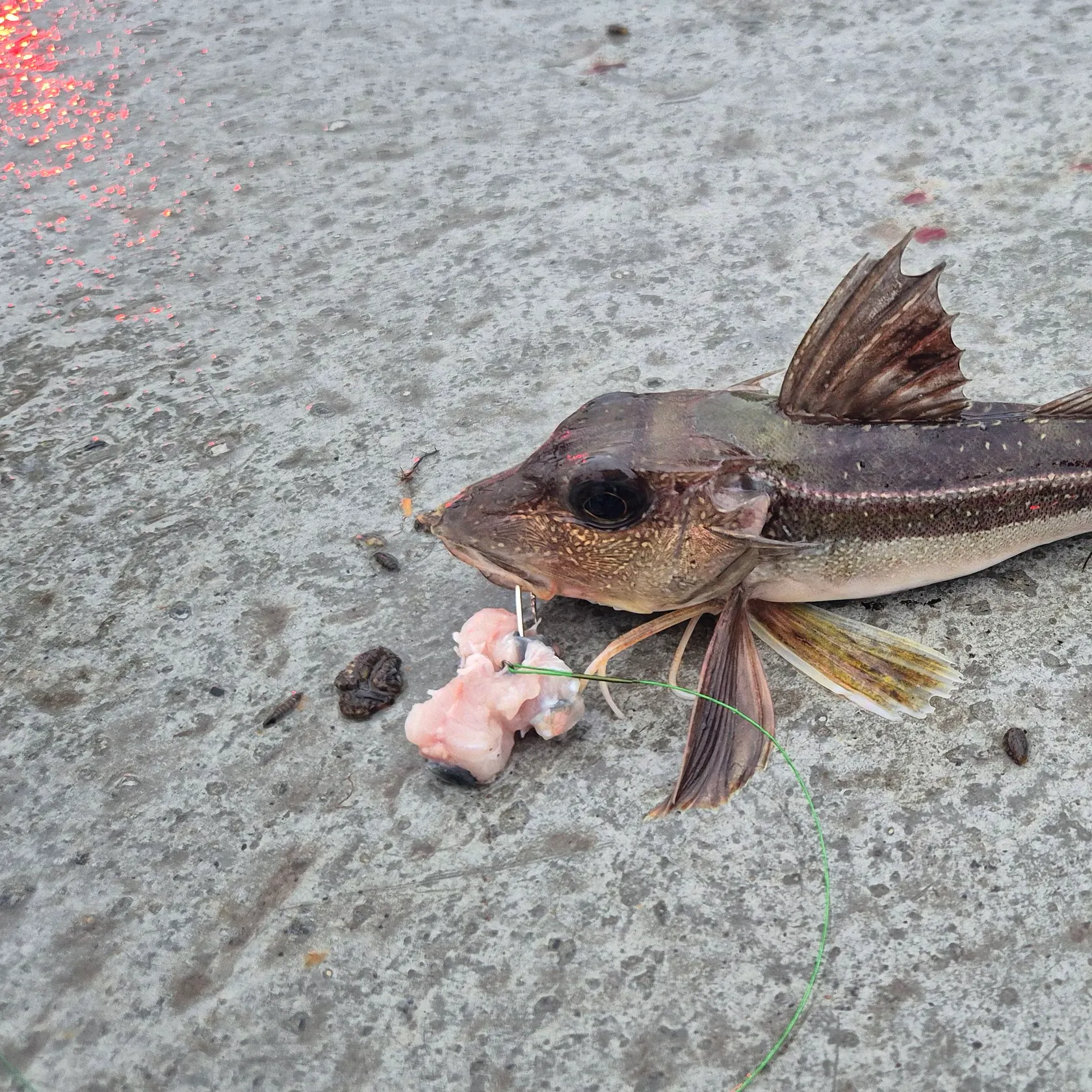 The most recent Grey gurnard catches on Fishbrain