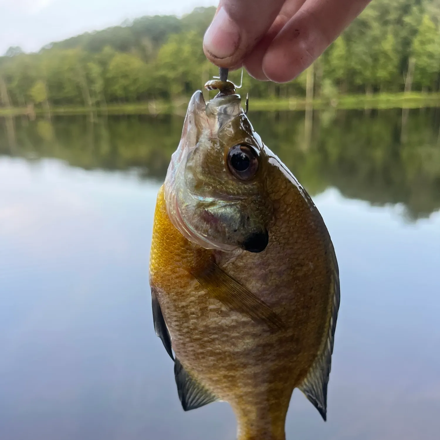 Bluegill caught on Fishbrain