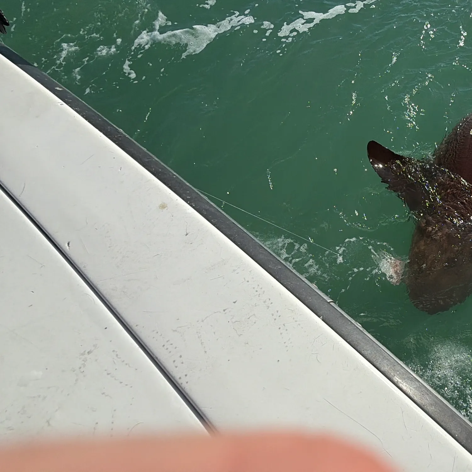 The most recent Nurse shark catches on Fishbrain