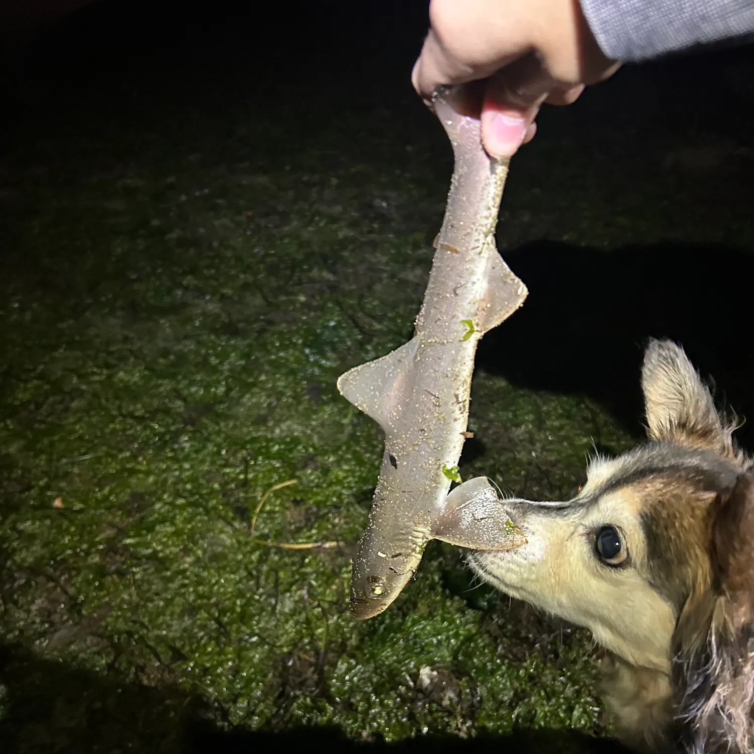 The most recent Grey smooth-hound catches on Fishbrain