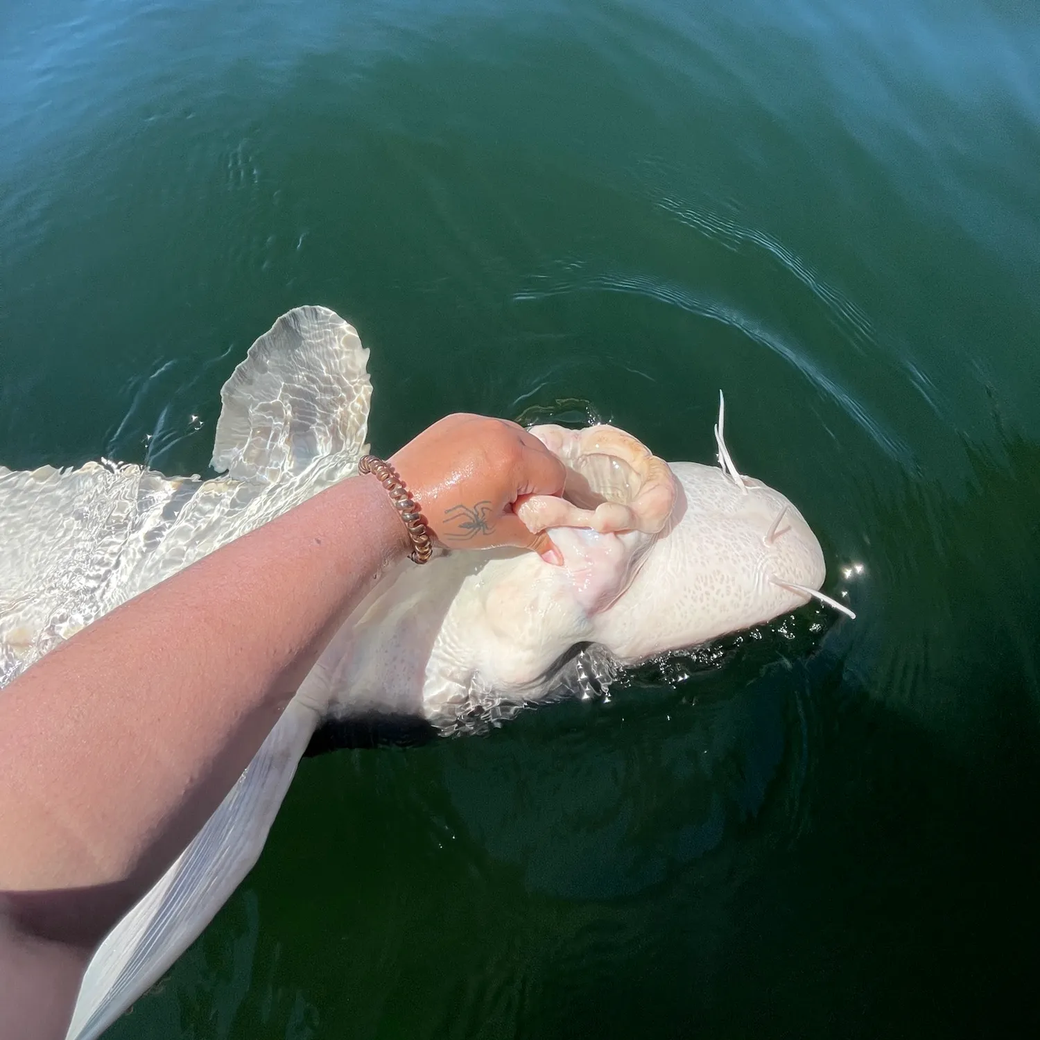 The most recent White sturgeon catches on Fishbrain