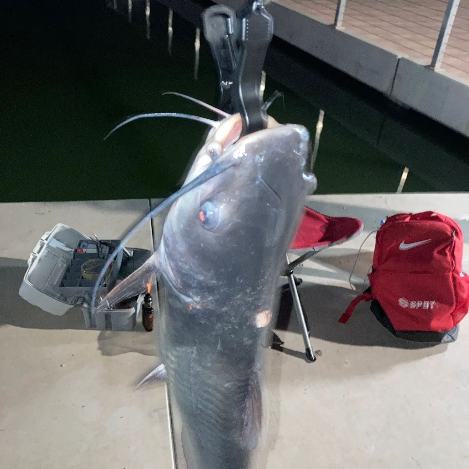 Channel catfish caught on Fishbrain