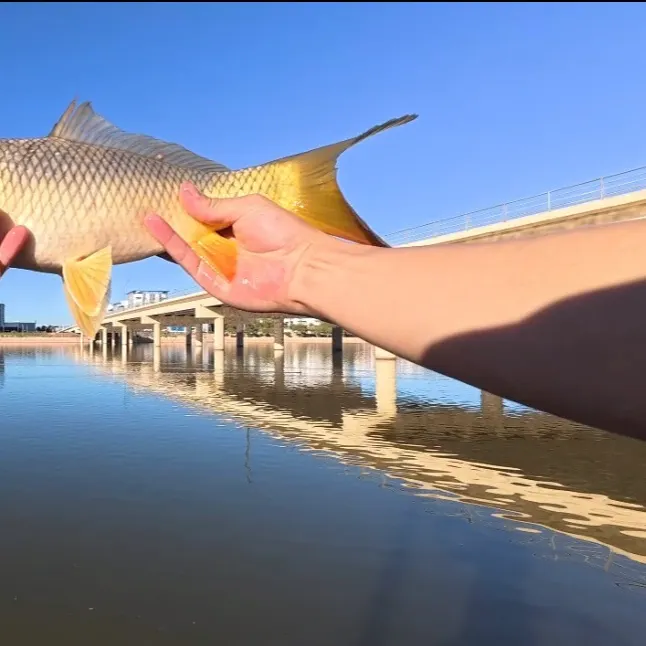 The most recent Ghost carp catches on Fishbrain