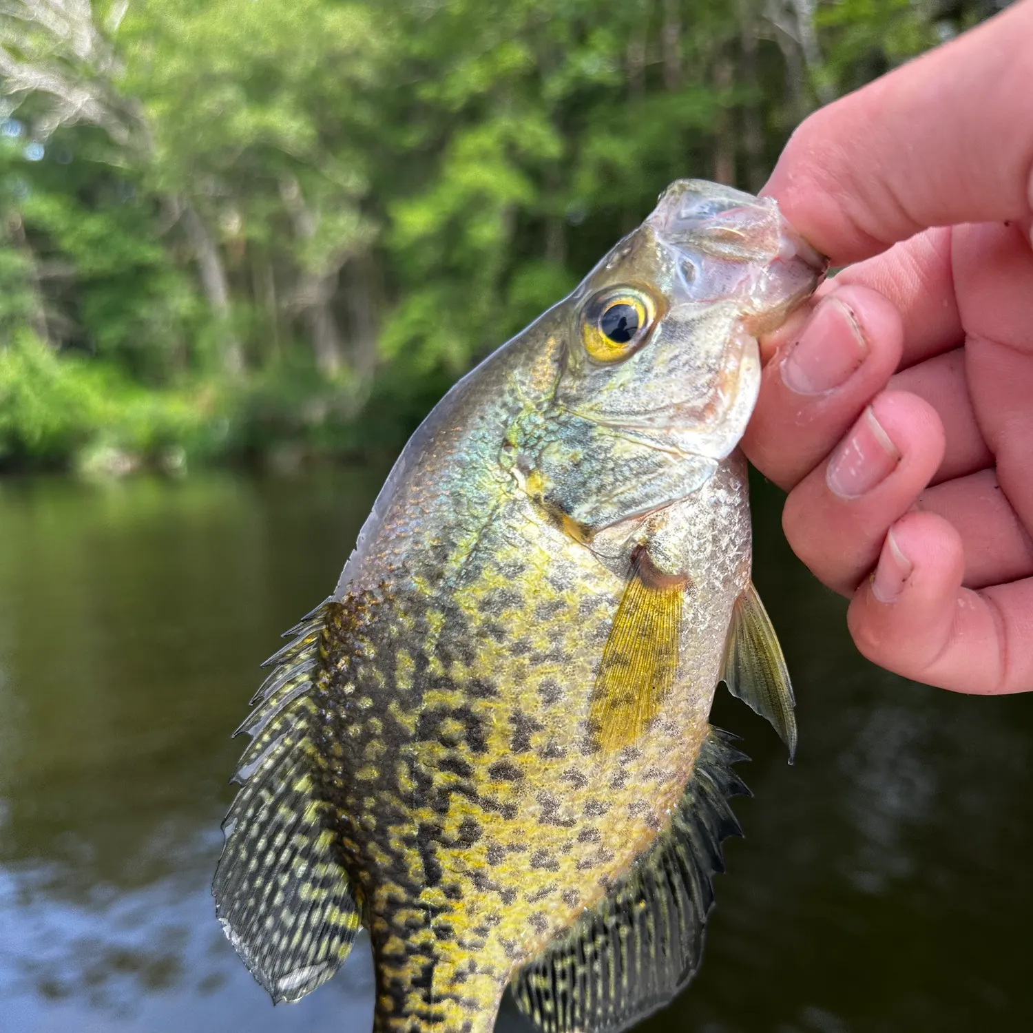 angler catch