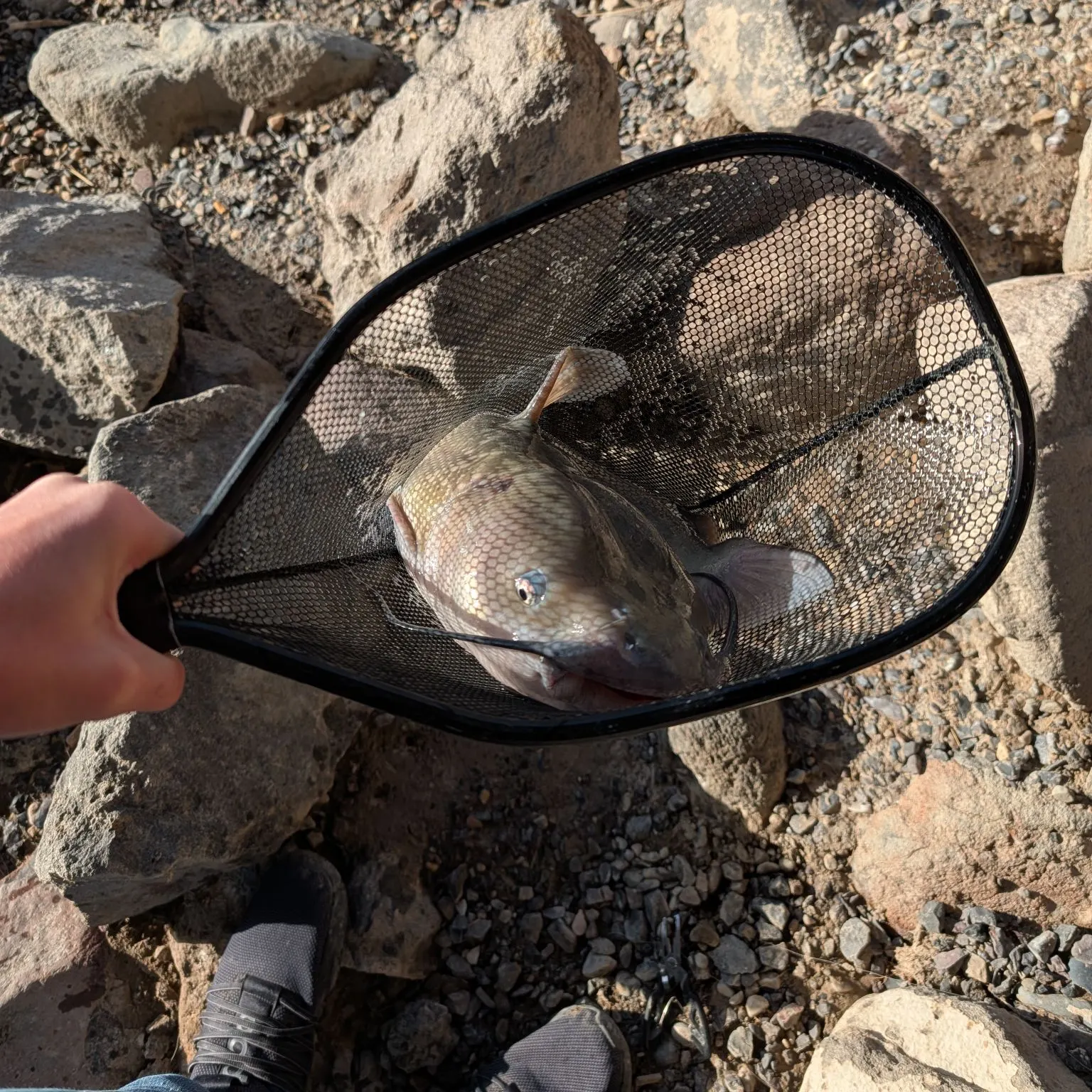 catch