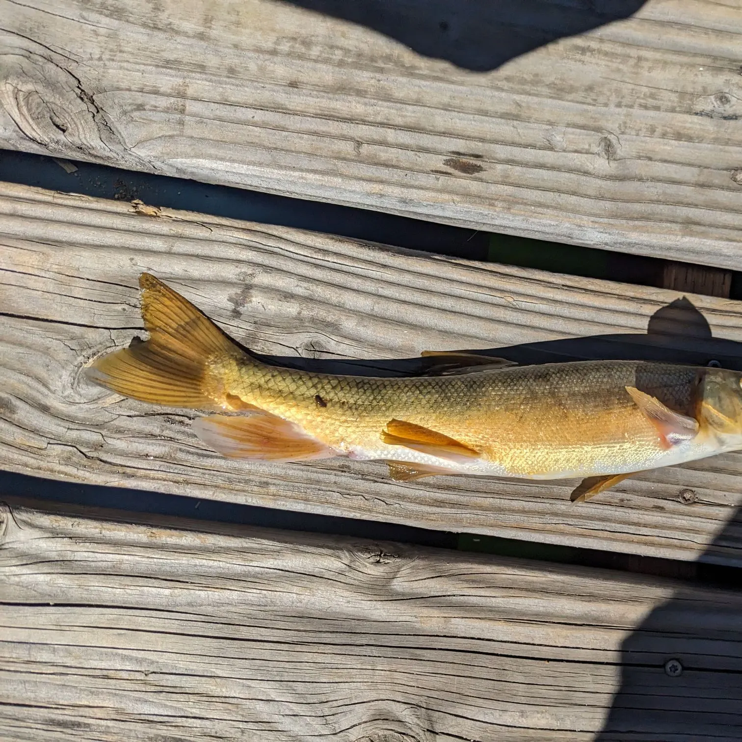 The most recent Sacramento sucker catches on Fishbrain
