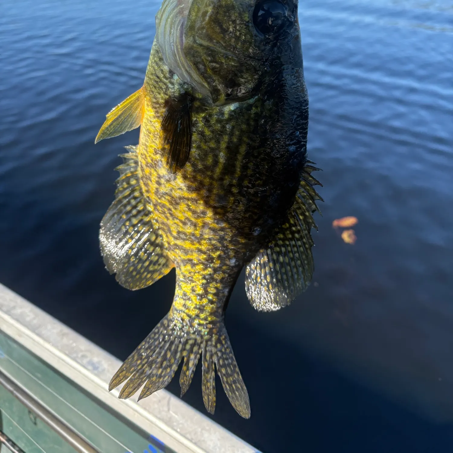 Black crappie caught on Fishbrain