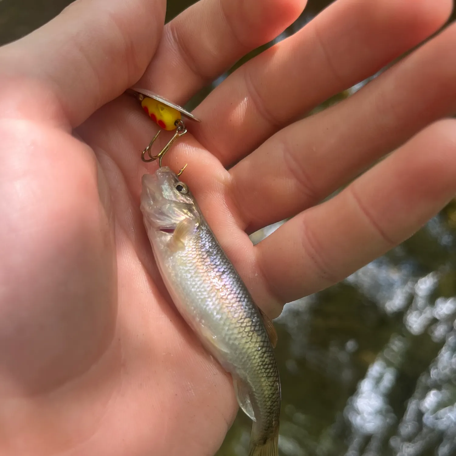 Hornyhead chub caught on Fishbrain