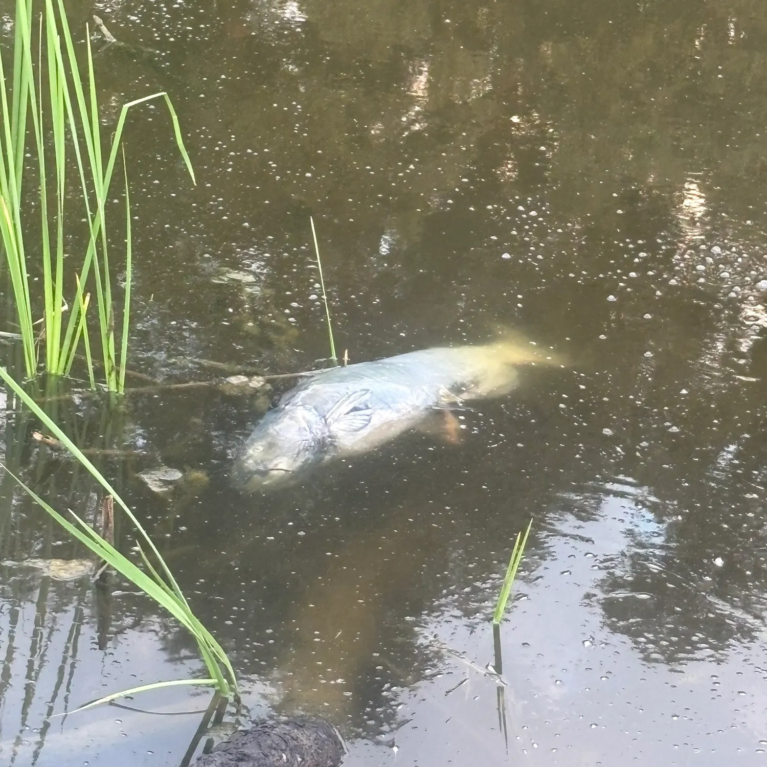 Channel catfish caught on Fishbrain