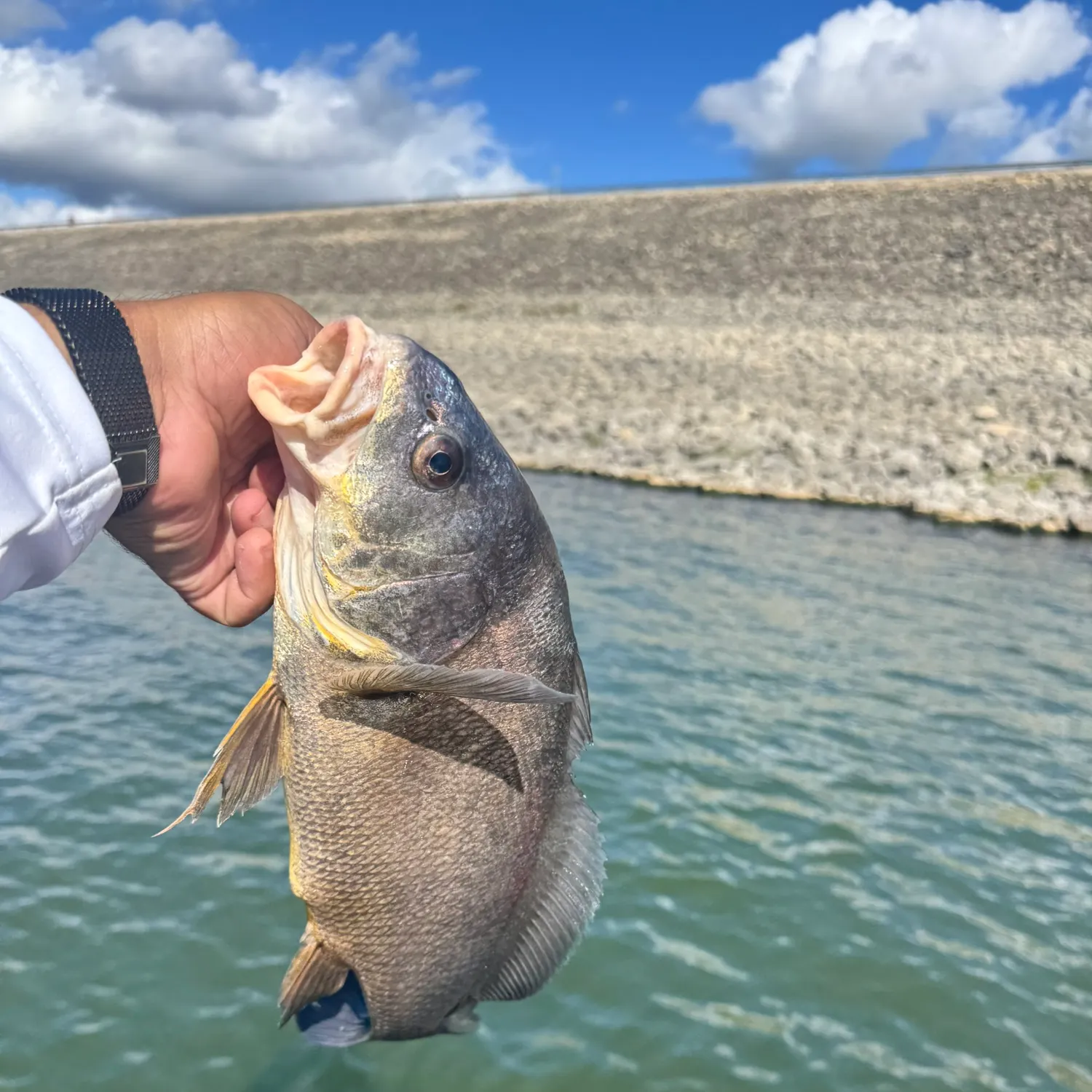 Freshwater drum caught on Fishbrain