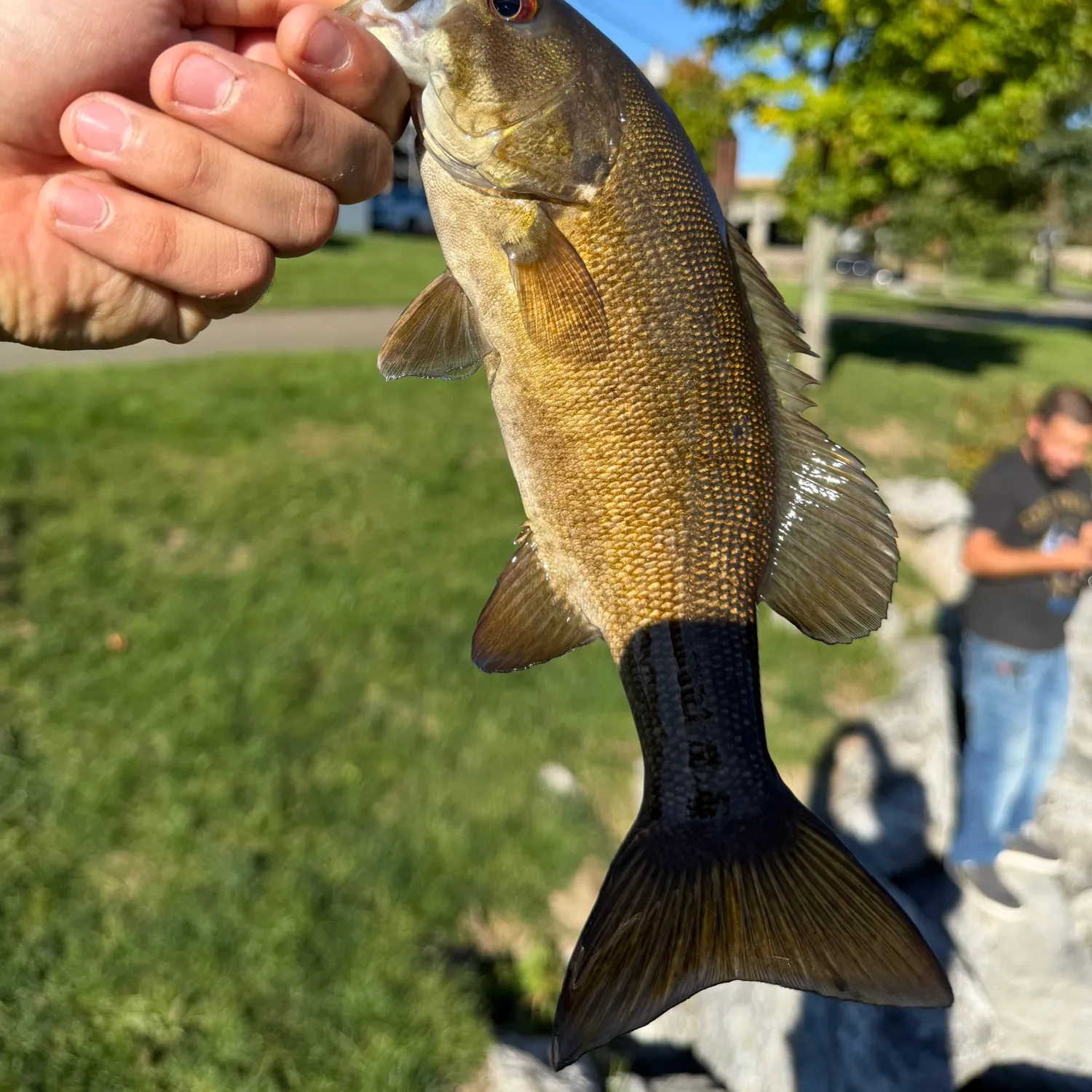 Smallmouth bass caught on Fishbrain
