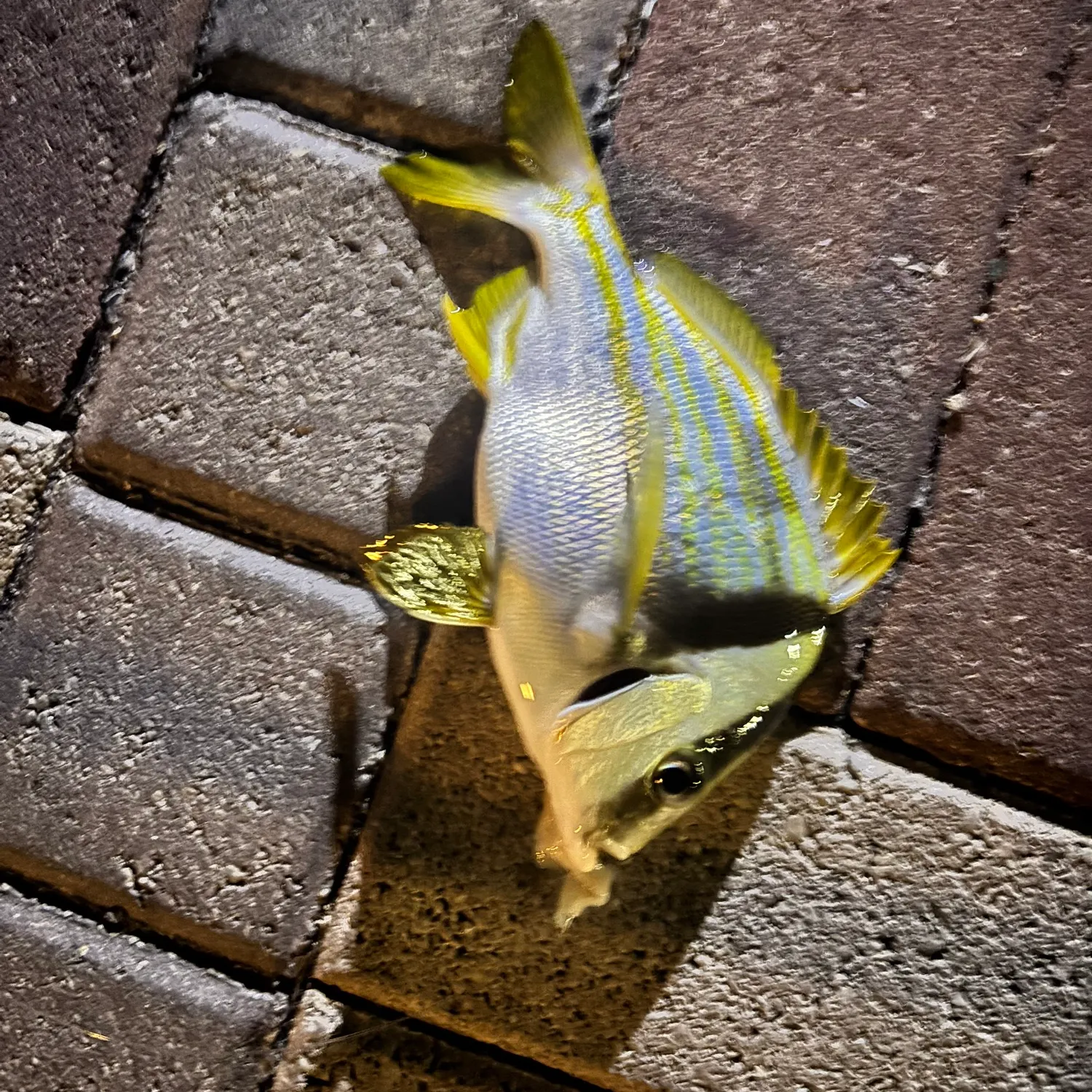 The most recent Atlantic porkfish catches on Fishbrain