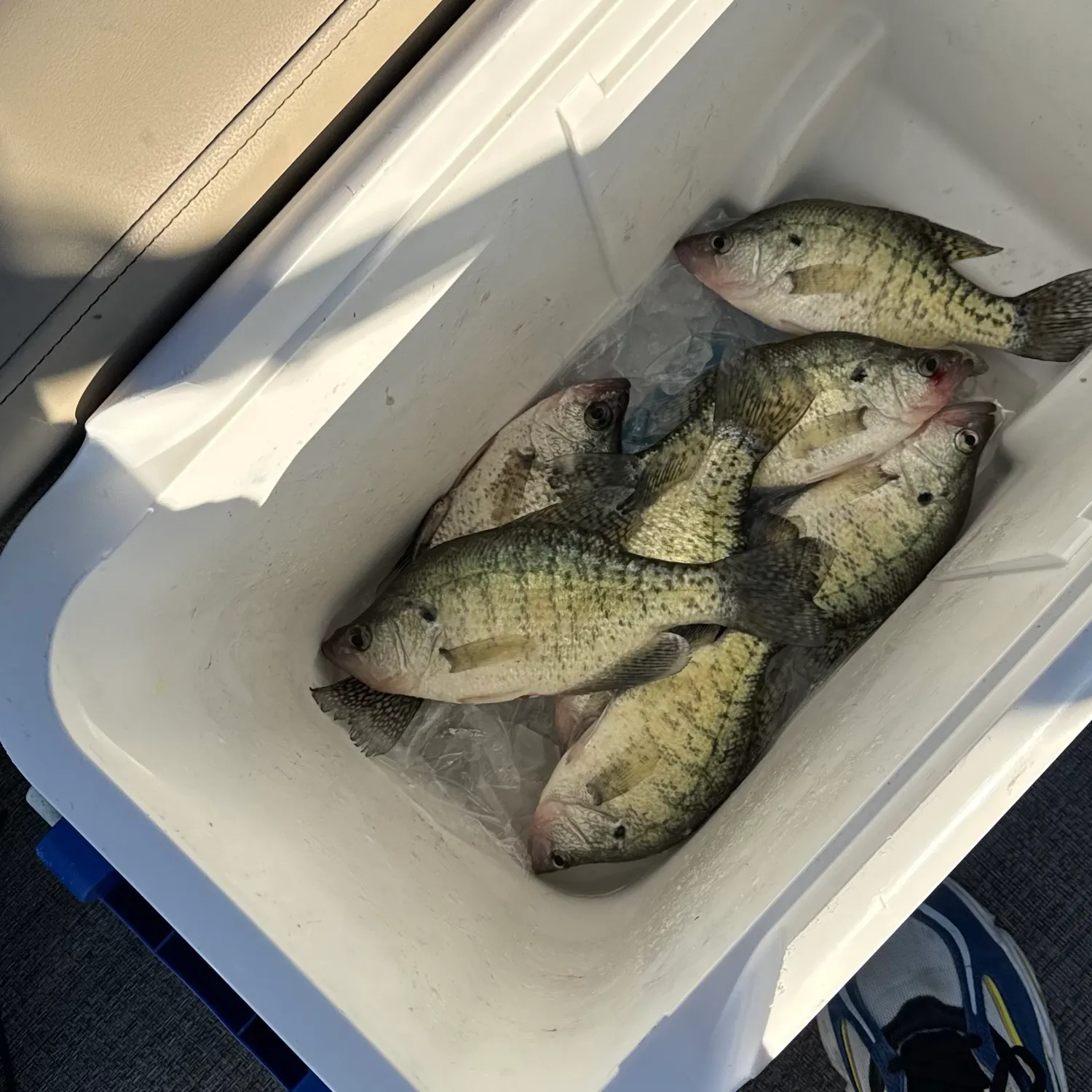 White crappie caught on Fishbrain
