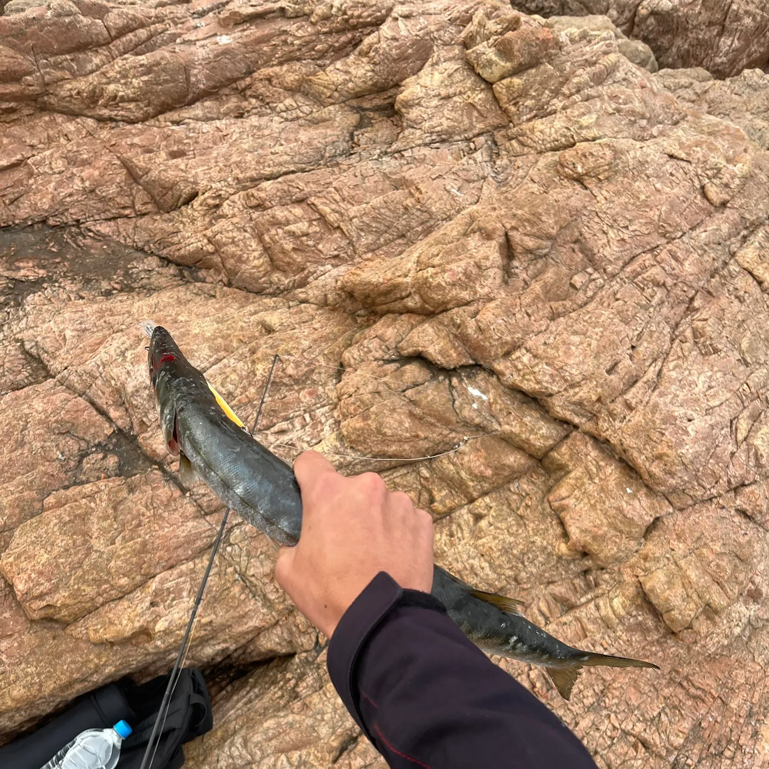 The most recent European barracuda catches on Fishbrain