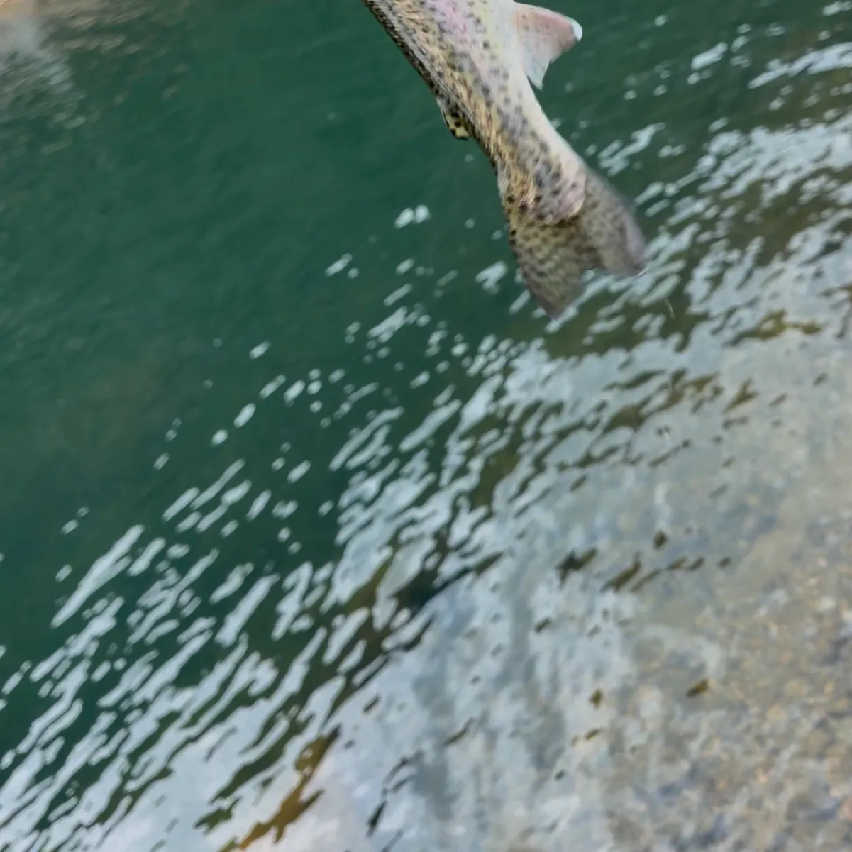 Rainbow trout caught on Fishbrain