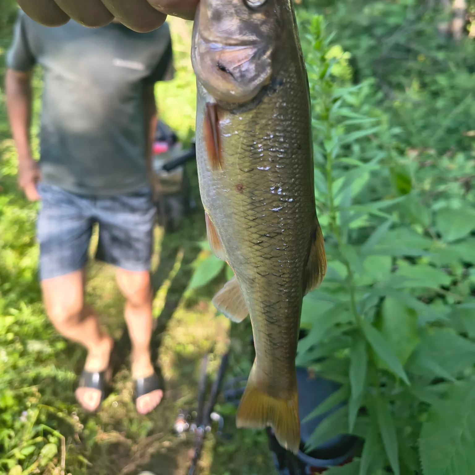Hornyhead chub caught on Fishbrain