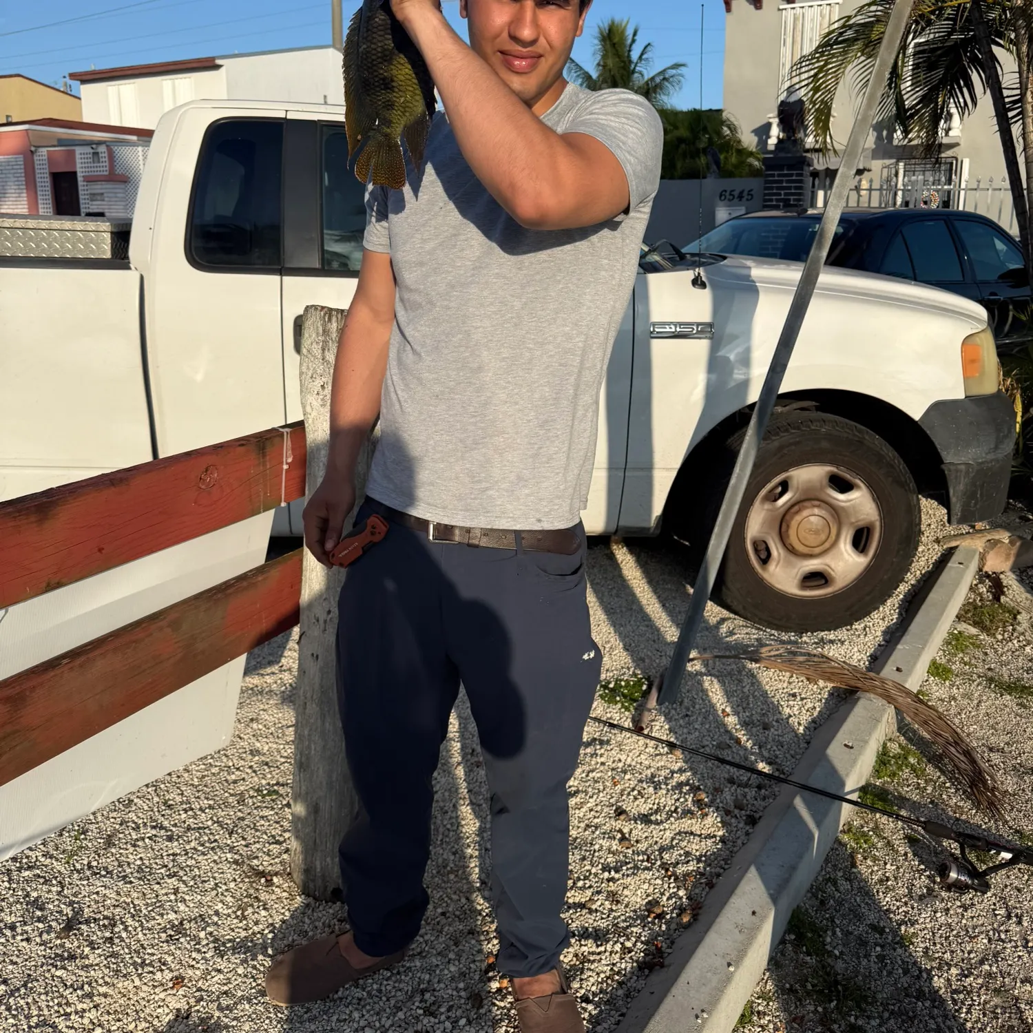 The most recent Spotted tilapia catches on Fishbrain