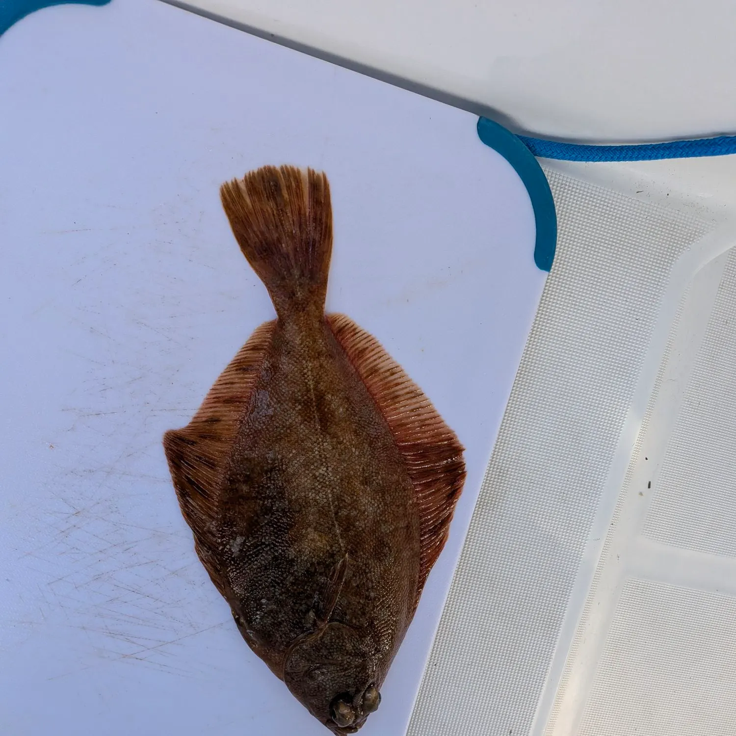 The most recent English sole catches on Fishbrain